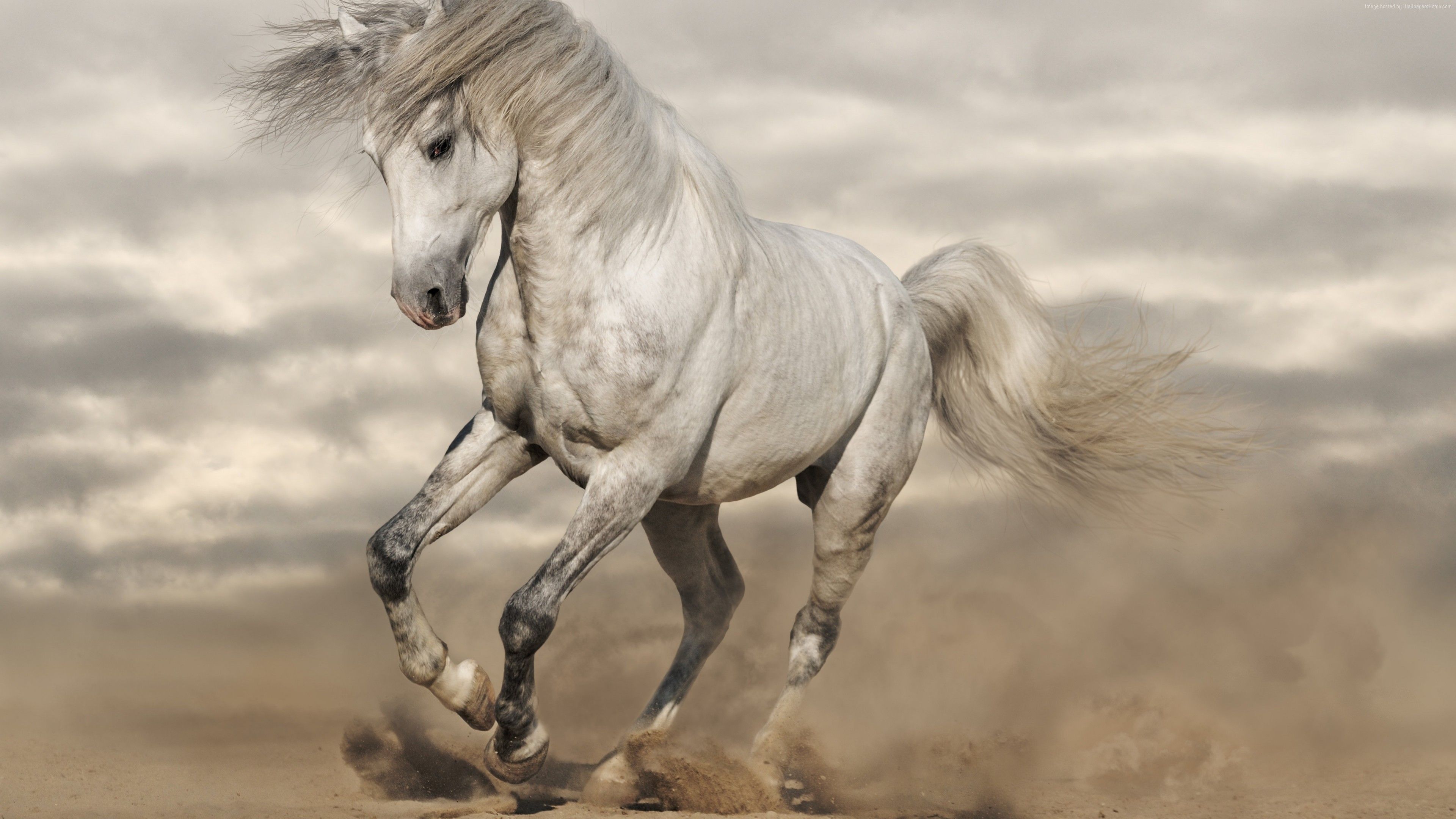 Wallpaper horse, 8k, Animals