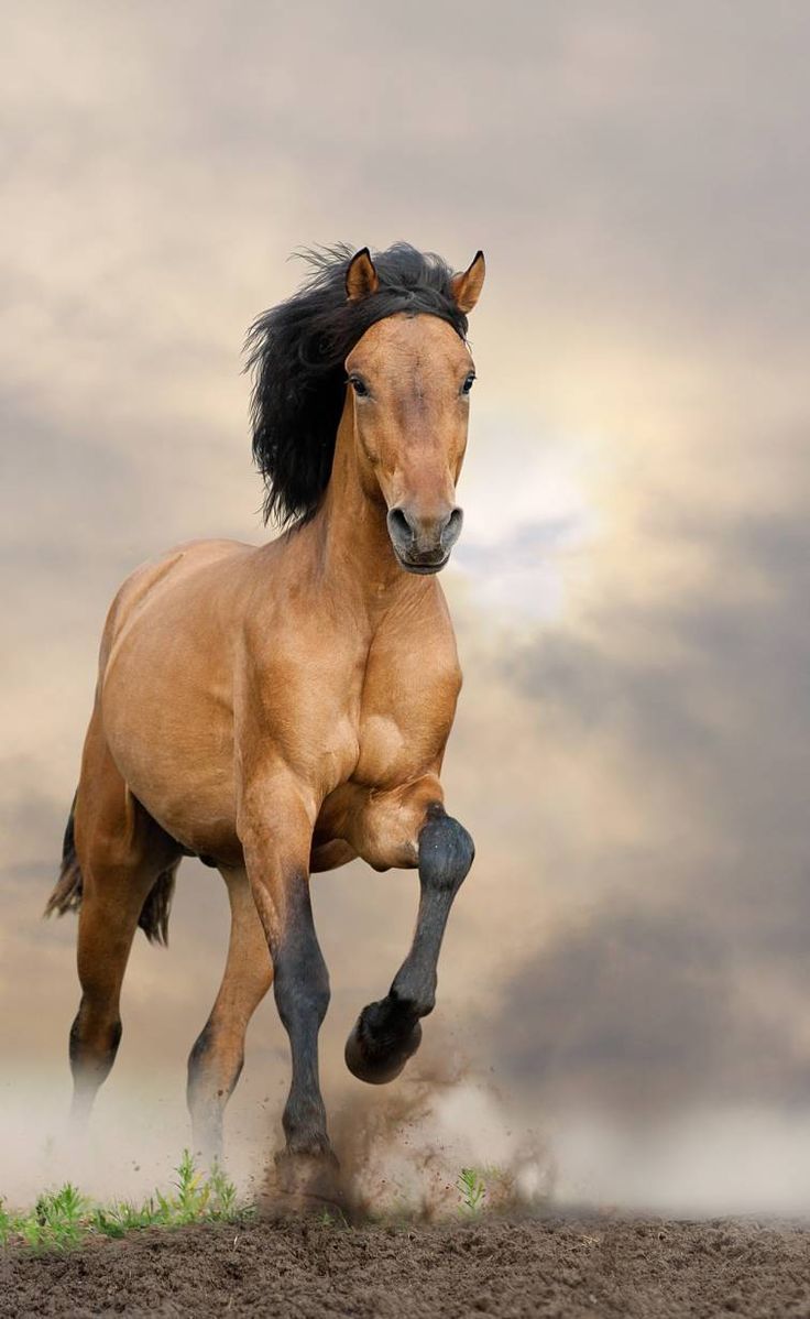 Mustang Horse Mustang. Mustang horse, Horse wallpaper, Horses