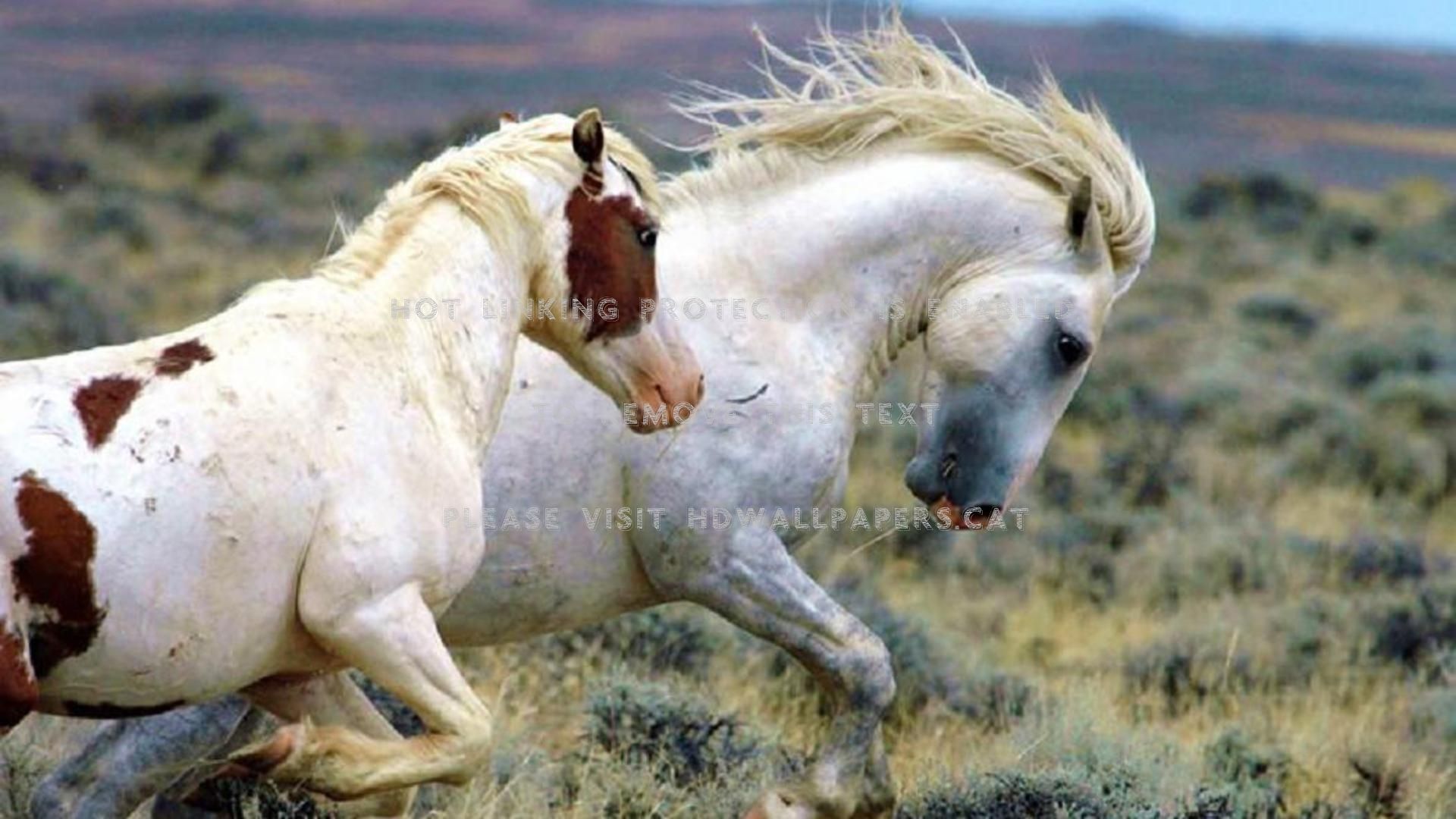mustang king and queen horses animals white