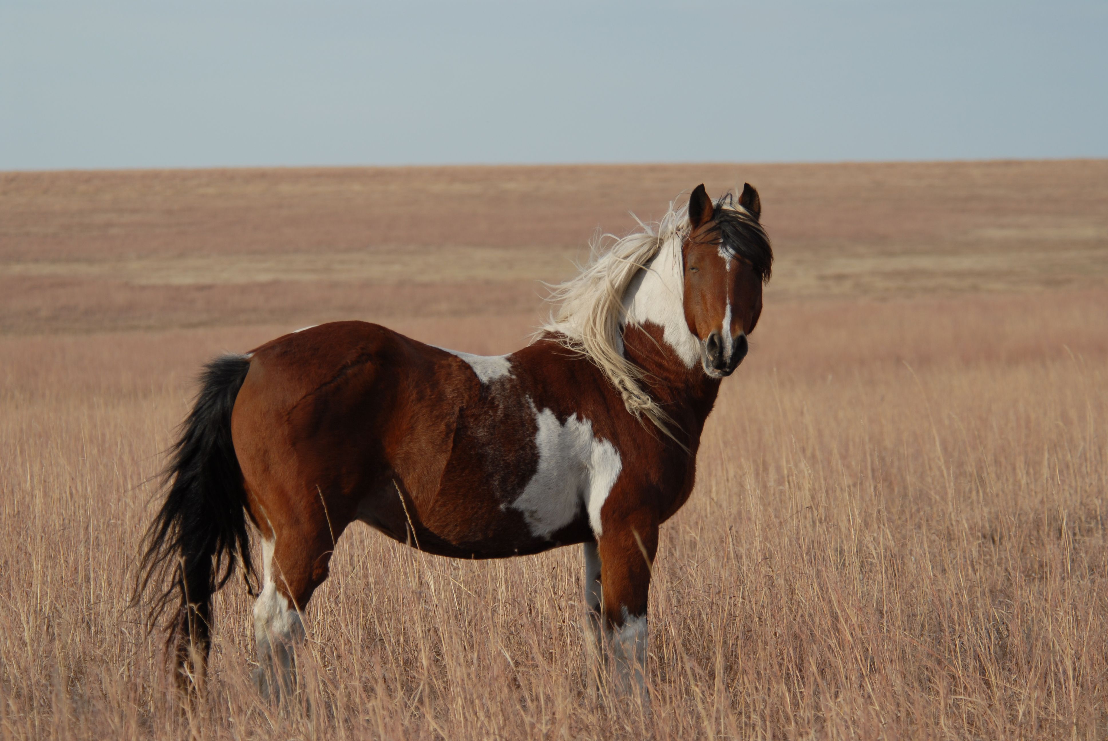 Wild Horses Running. Paint Mustang in Longterm Holding in OK- photo by Betsy Brown. Wild horse picture, Horses, Mustang horse