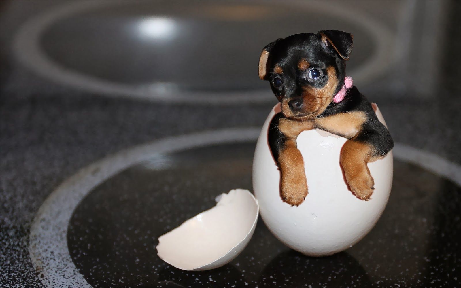 Egg For Dog Barking at Wendy Richey blog