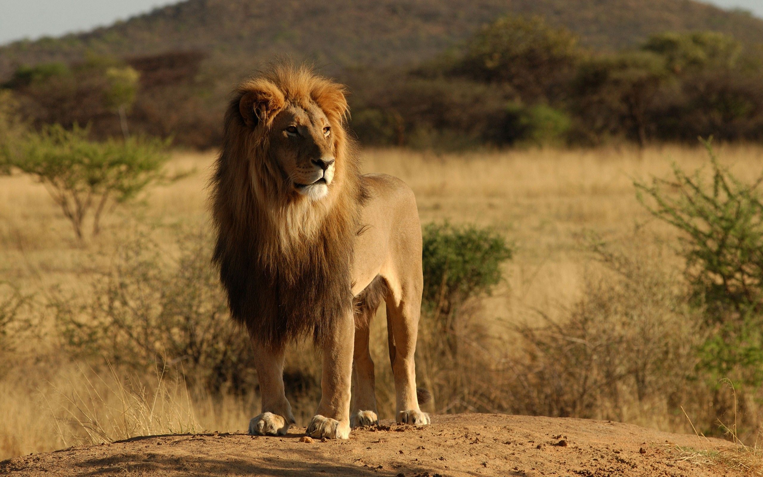 the king. Lion picture, Lion HD wallpaper, African lion