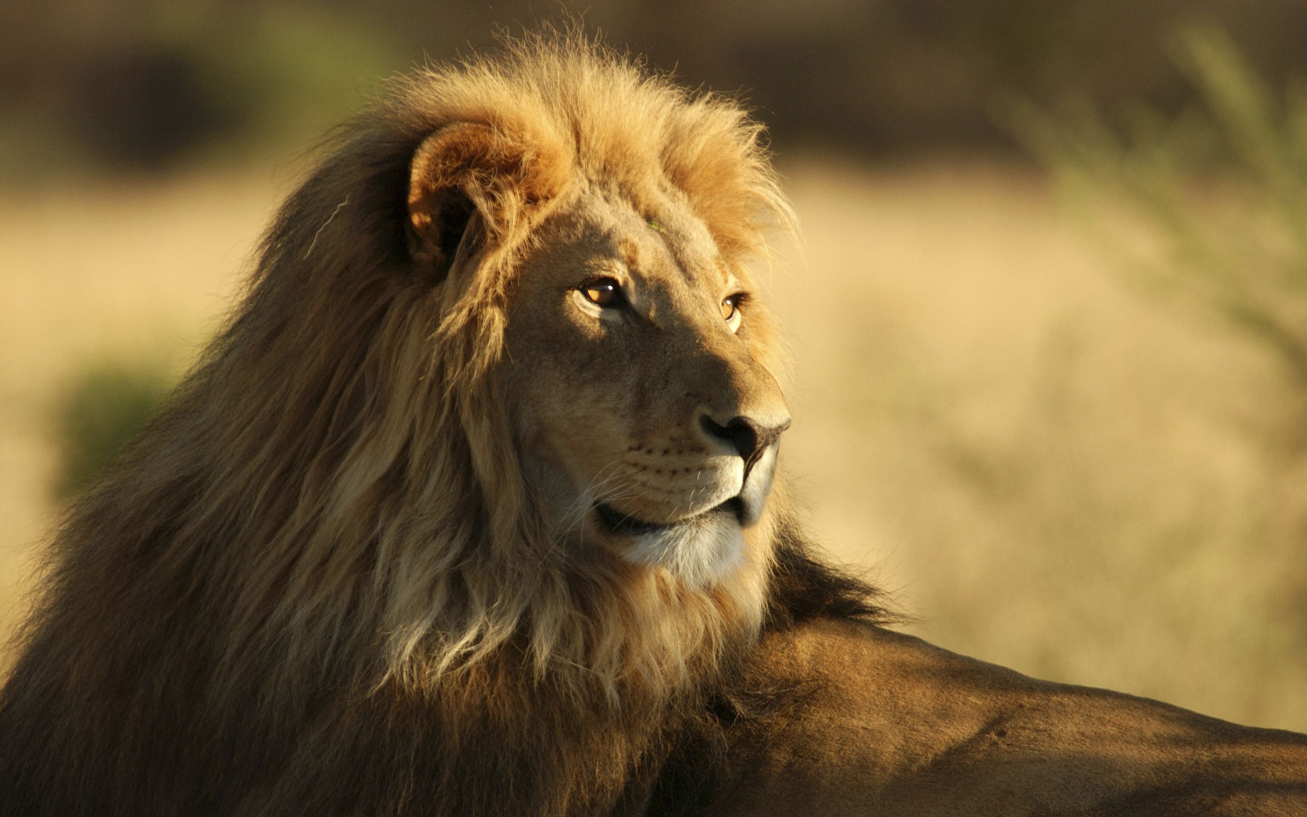 The Male African Lion Wallpaper