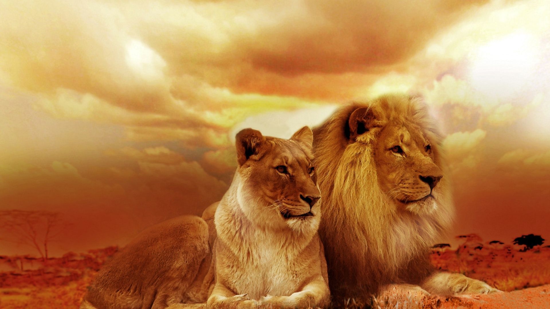 African Lions Wallpaper