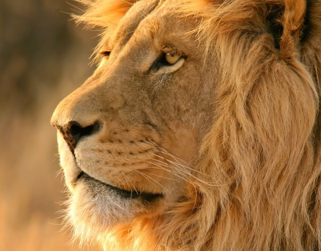 African Lion Safari Wallpaper Lion Downloads