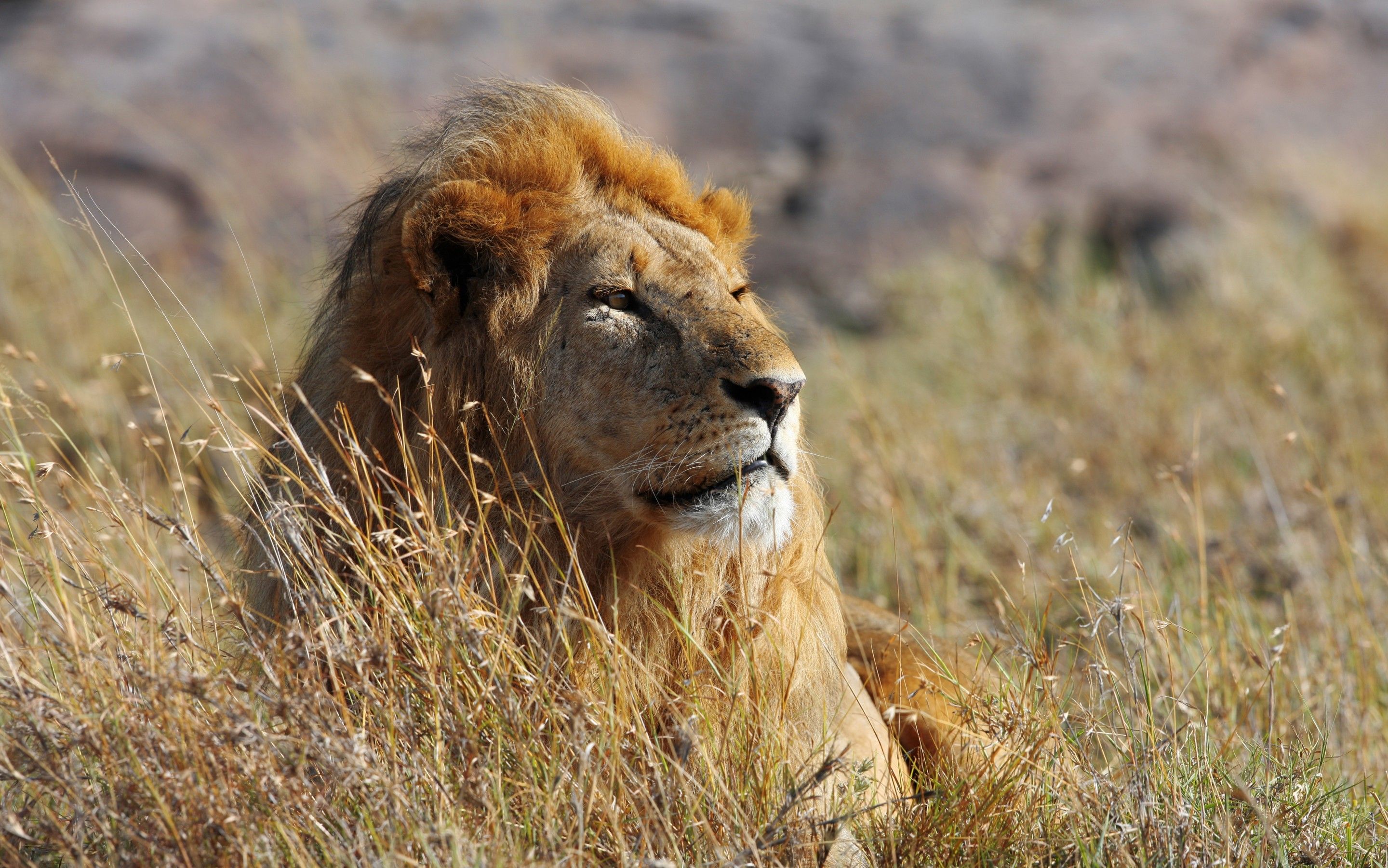 Wallpaper African Lion, HD, 5K, Animals,. Wallpaper for iPhone, Android, Mobile and Desktop