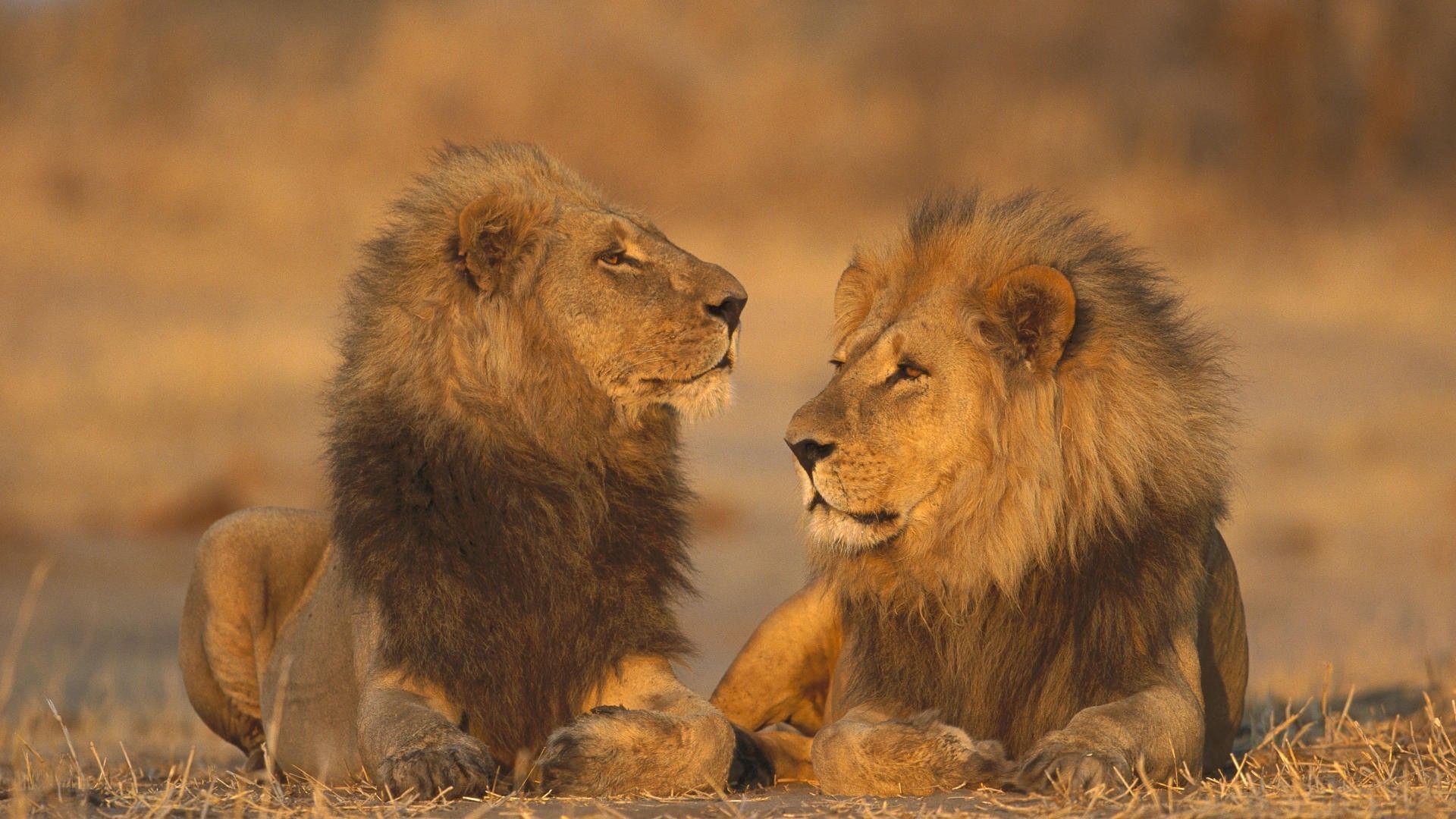 African Animals Games Lions Wallpaper Lion, Download Wallpaper