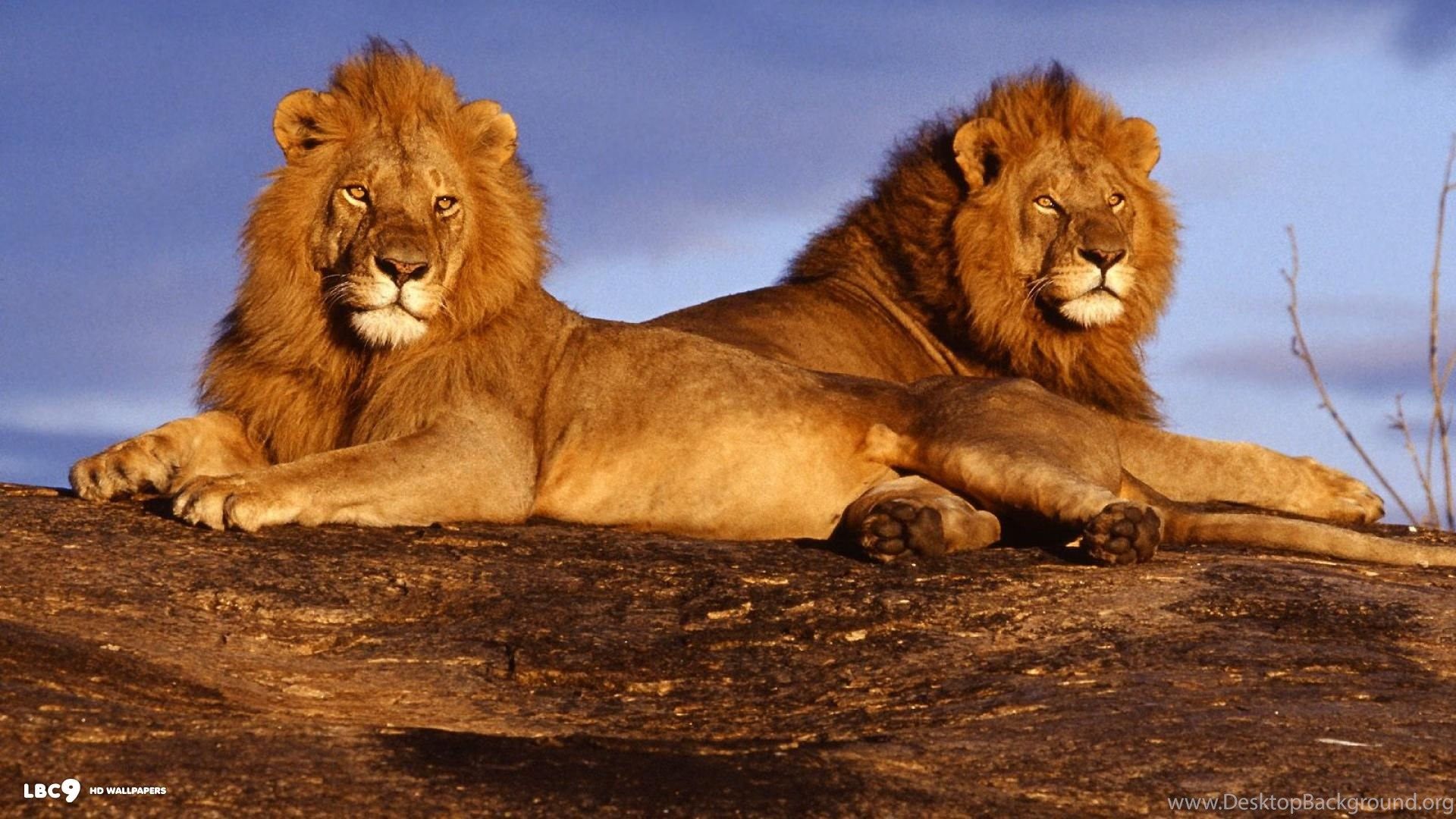 African lions Wallpaper HD 1080p Widescreen Desktop Background