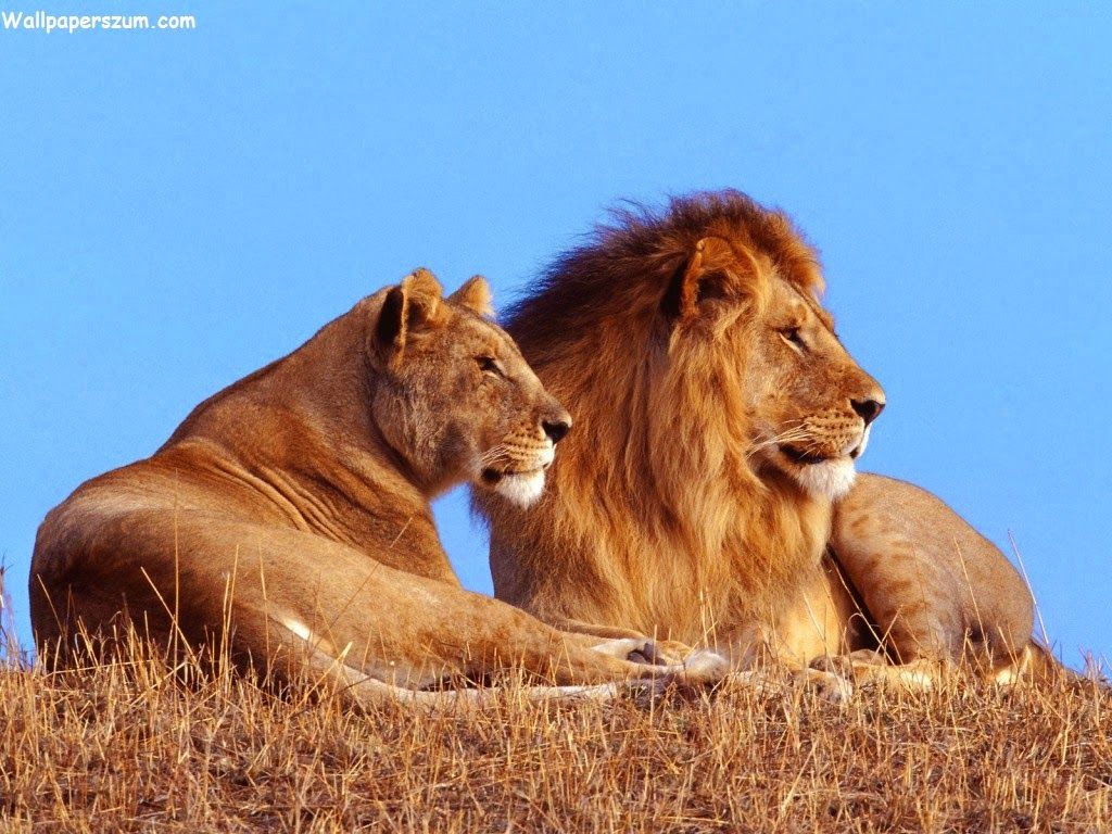 World photo gallery.: The Male African Lion Wallpaper