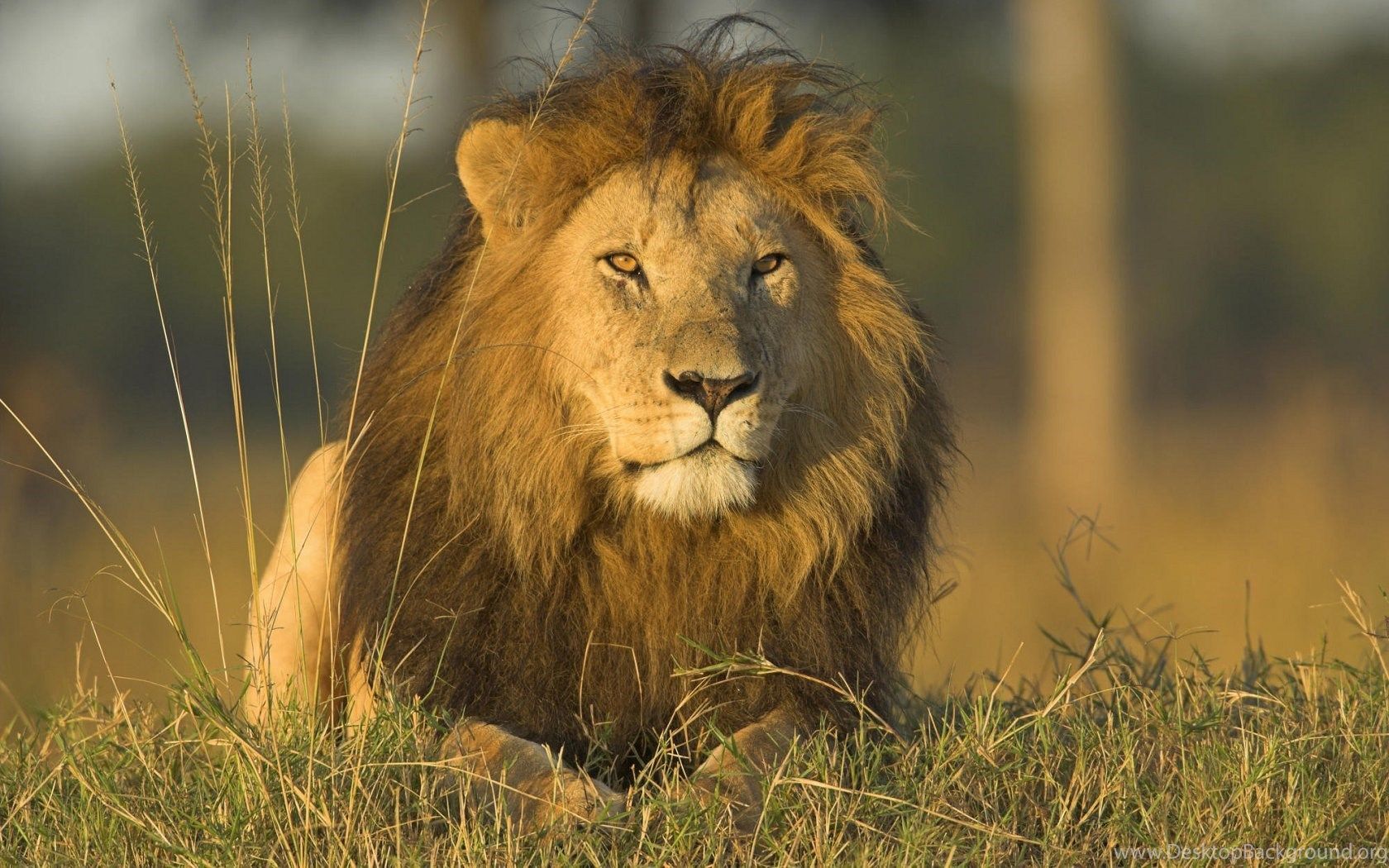 African Lion Wallpaper In HD Desktop Background