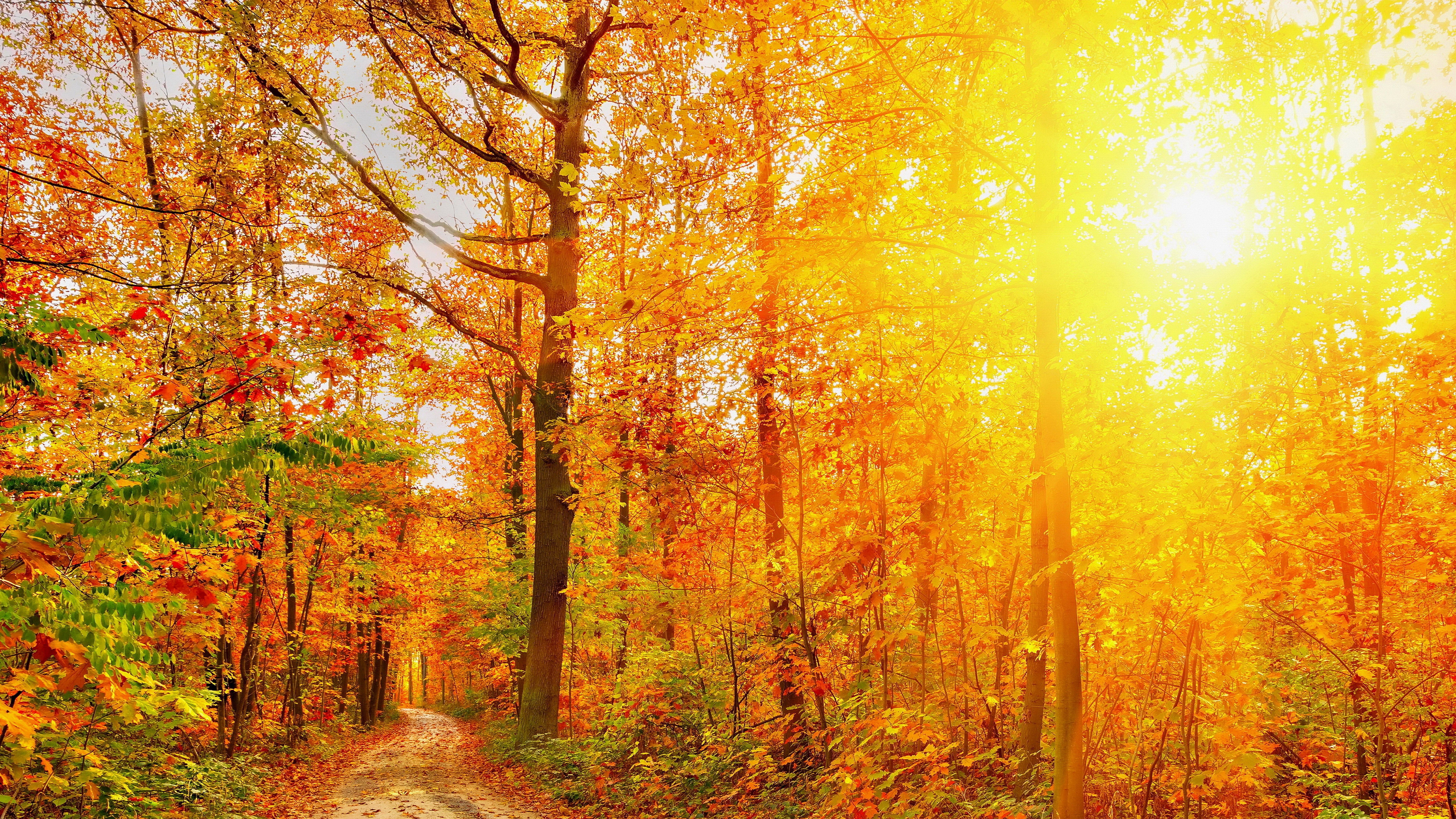 8k wallpaper fall landscape HD. Autumn scenery, Autumn forest, Scenery