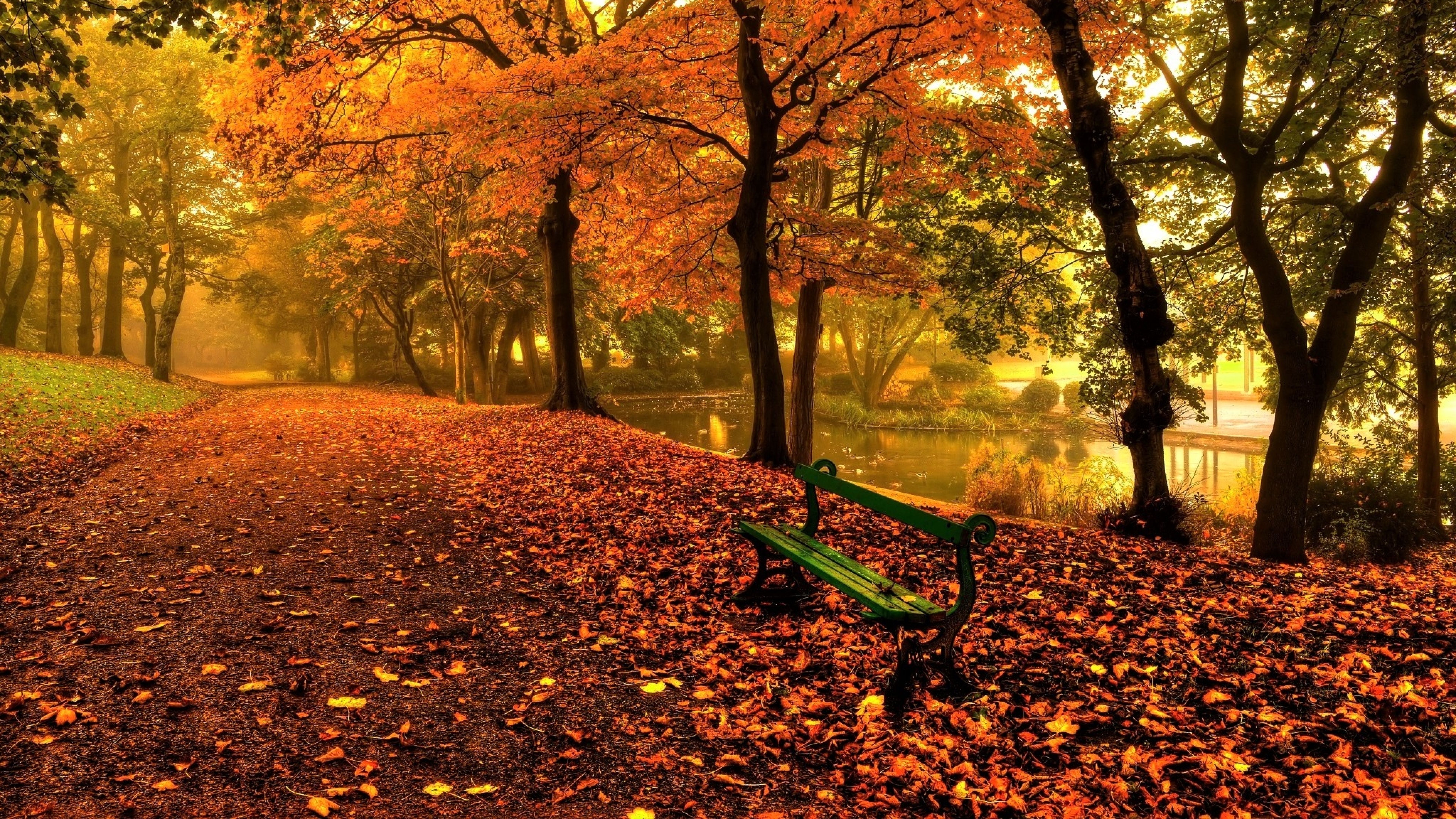 Bench And Trees From Autumn Park In Fall 8K Wallpaper, HD City 4K Wallpaper, Image, Photo and Background