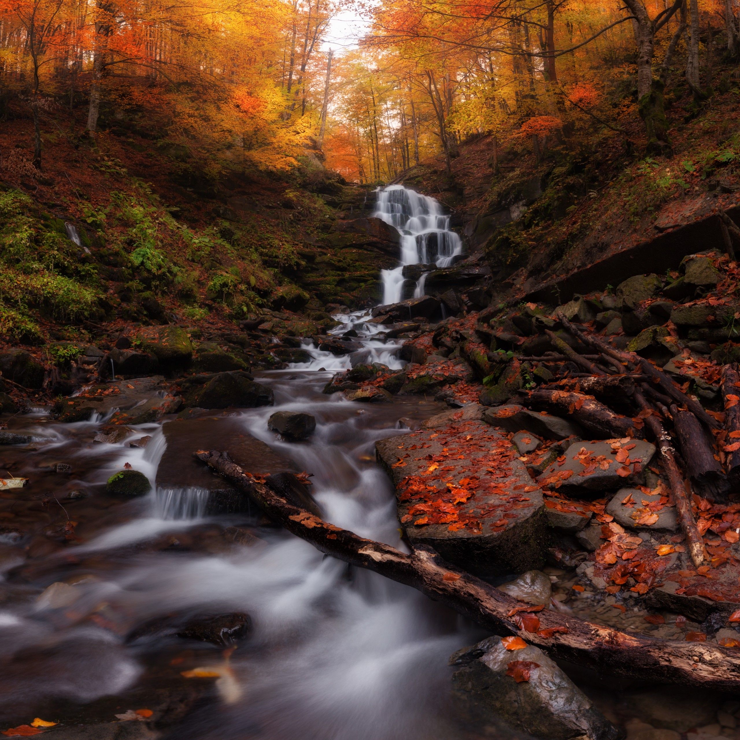 Wallpaper Autumn forest, Waterfall, Autumn leaves, 4K, 8K, Nature,. Wallpaper for iPhone, Android, Mobile and Desktop