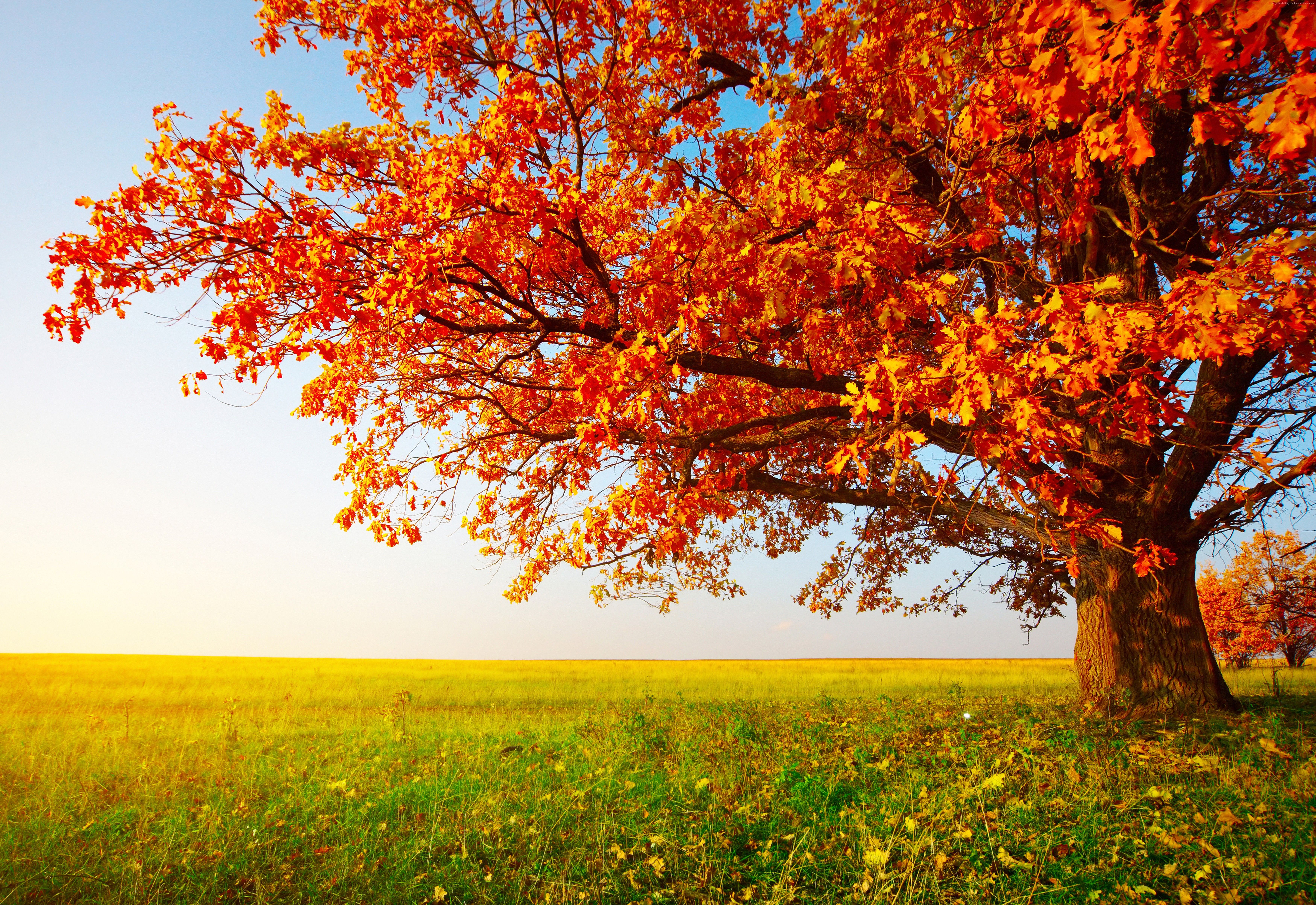 #leaves, #field, k, #tree, #autumn, #grass. Mocah.org HD Wallpaper