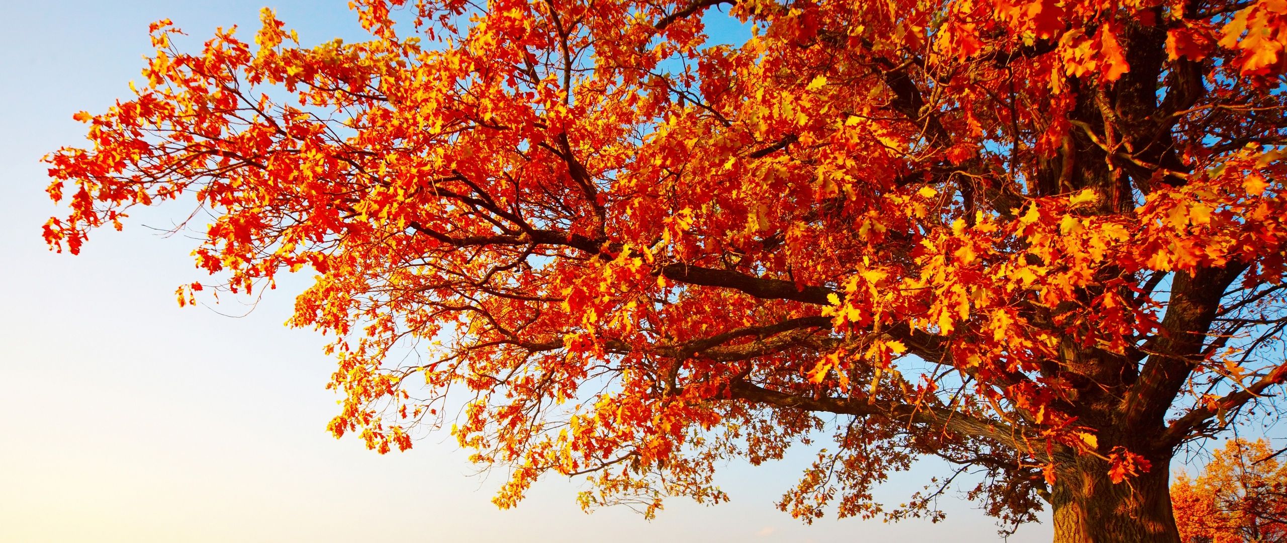 Download autumn, tree, leaves, field, grass, 8k Dual Wide display 1080p wallpaper 2560x1080