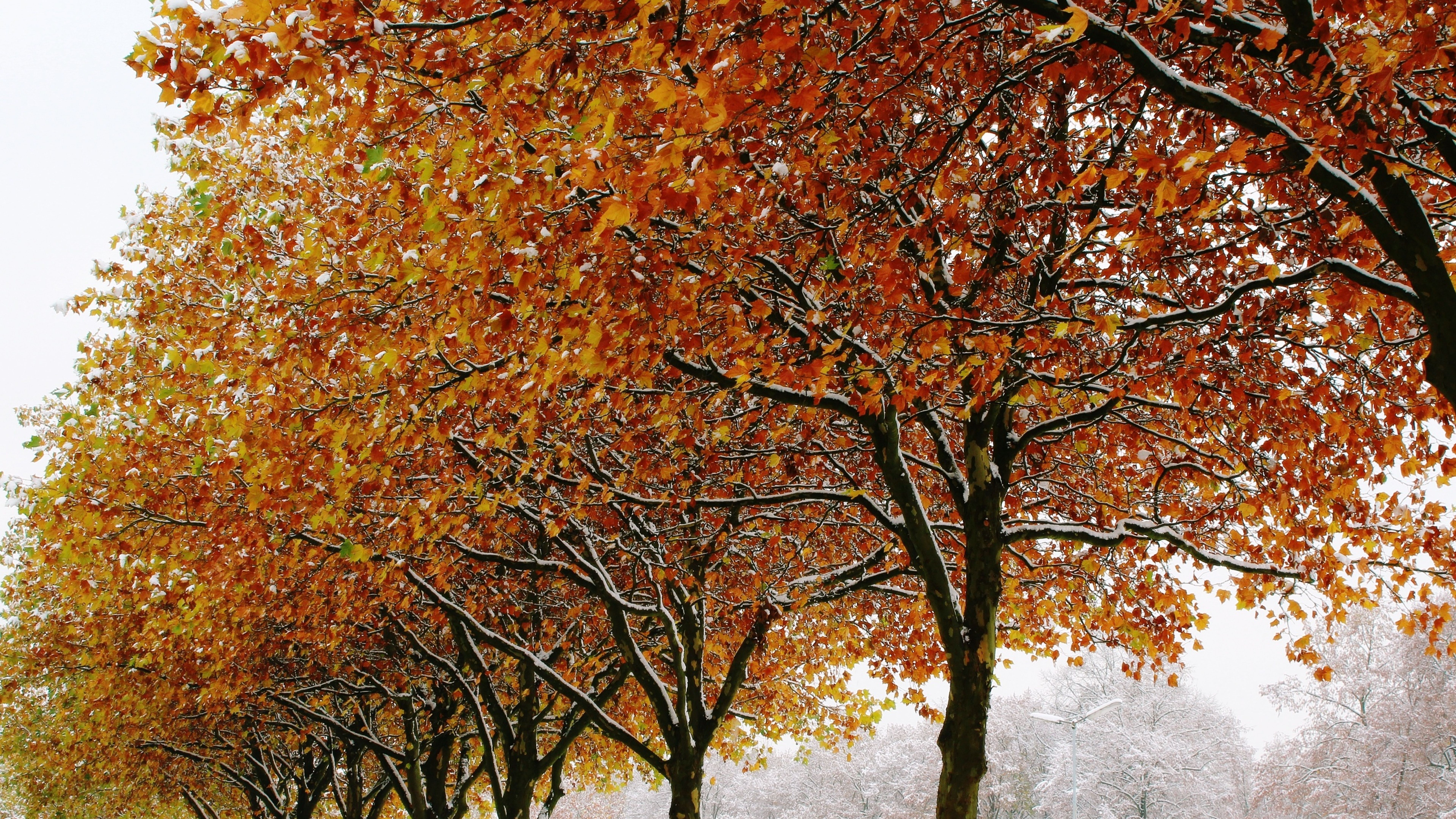 autumn, trees, winter 8K Wallpaper, HD Nature 4K Wallpaper, Image, Photo and Background