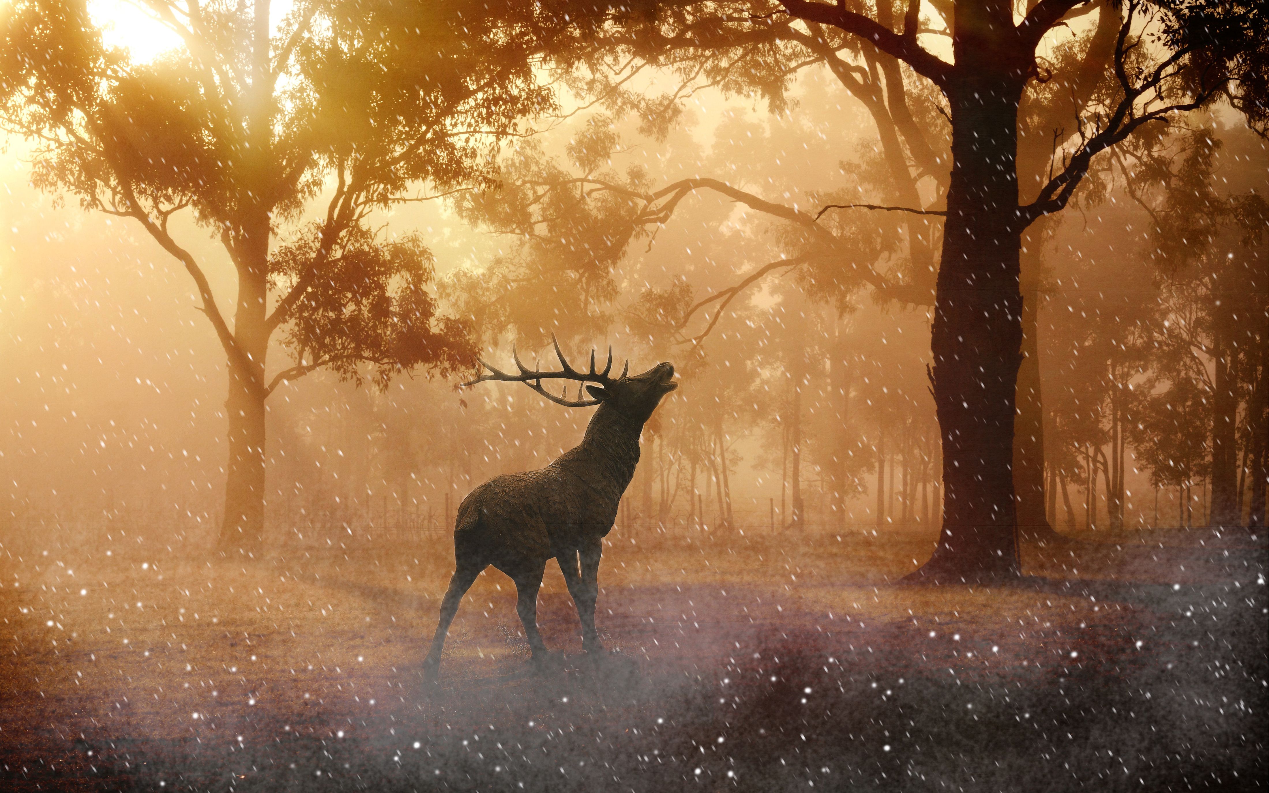 Fallow deer Autumn 4K Wallpaper