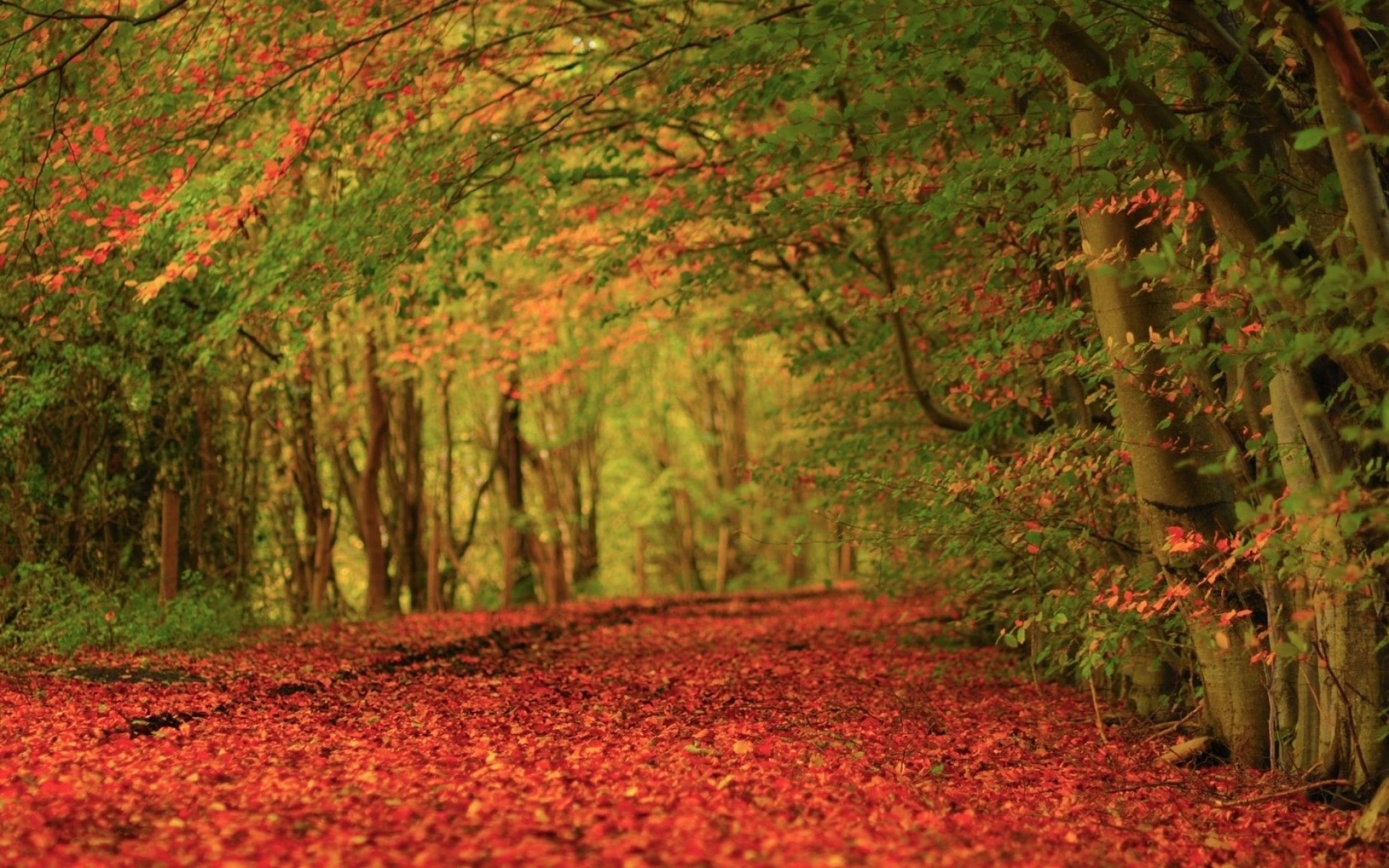 Autumn Leaves Red Carpet desktop PC and Mac wallpaper
