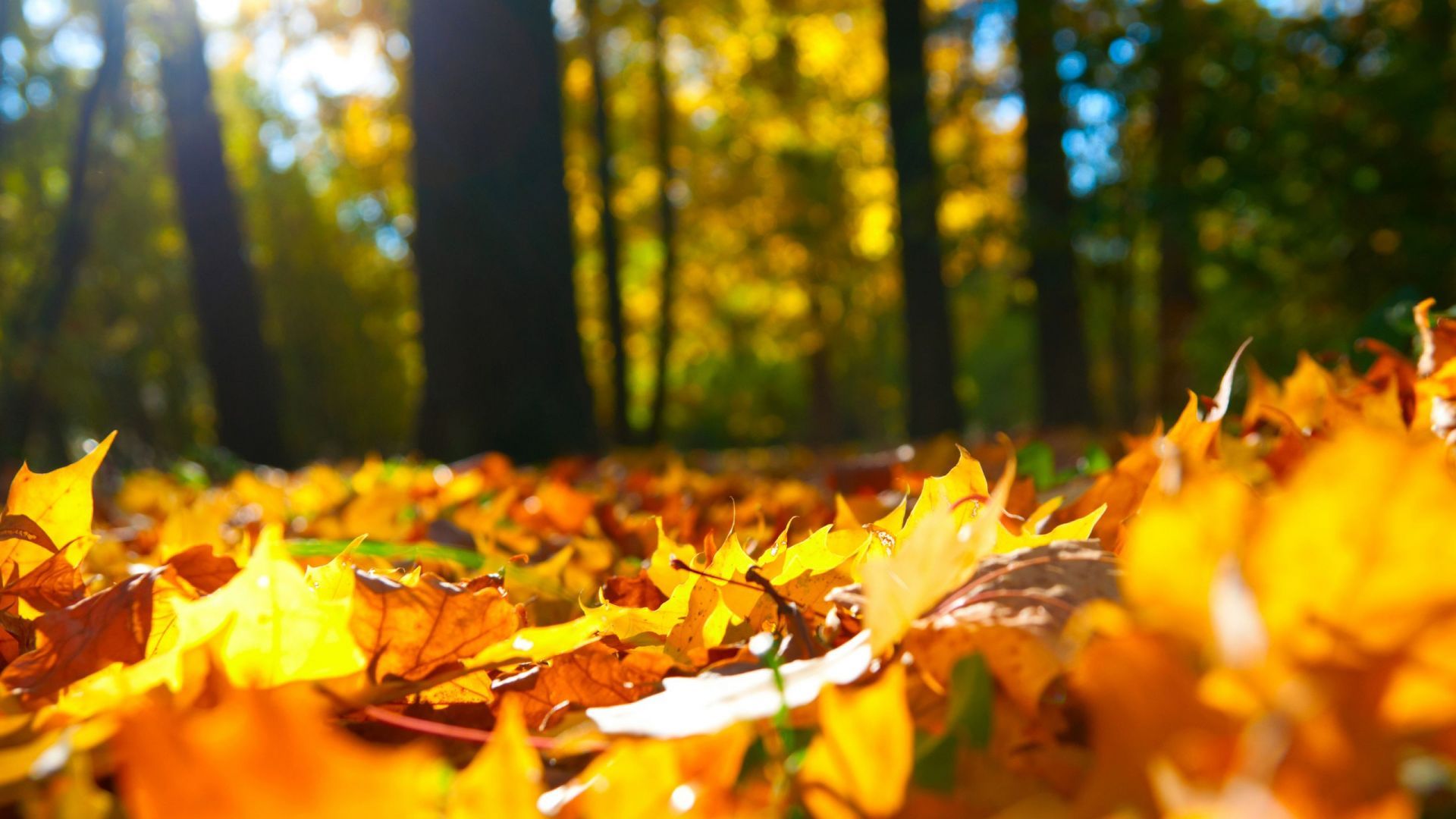 Desktop Autumn Wallpaper 1080p Nature. HD Wallpaper, HD Image, HD Picture