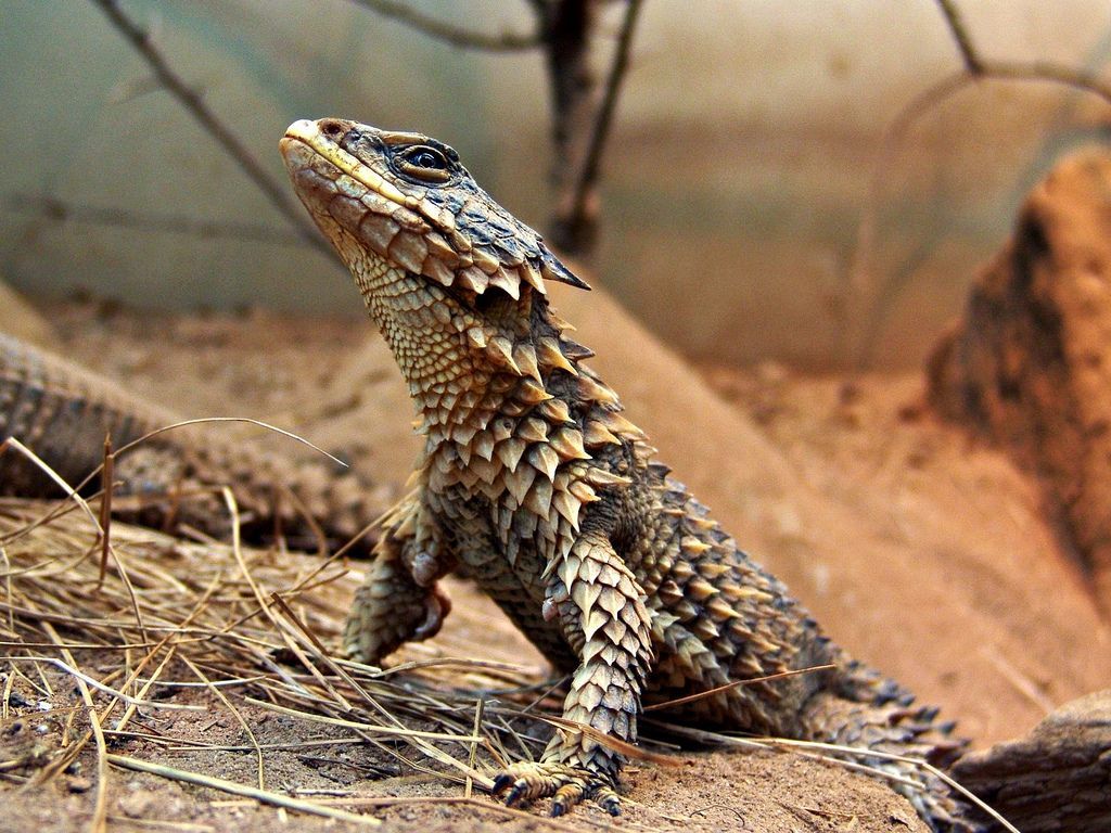 African girdled lizard. *pfft* Yeah, right. IT'S A DRAGON BABY!!! Anybody can see that.! :-D. Ödlor, Amfibier, Reptil