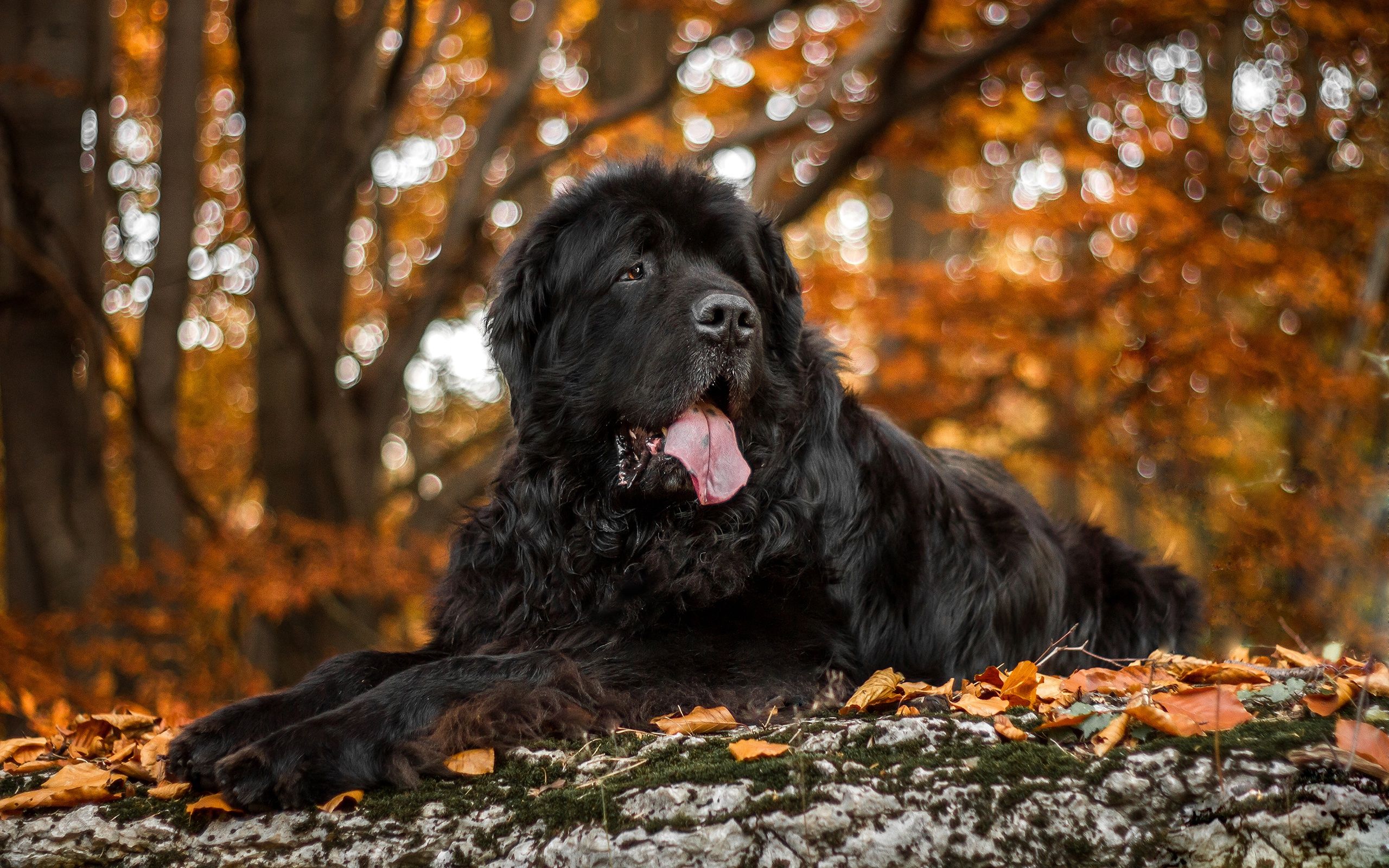 Download wallpaper Newfoundland dog, pets, large black dog, English breeds of dogs, large dogs for desktop with resolution 2560x1600. High Quality HD picture wallpaper