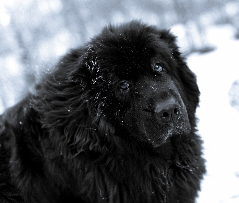 Newfoundland dog in the snow photo and wallpaper. Beautiful Newfoundland dog in the snow picture