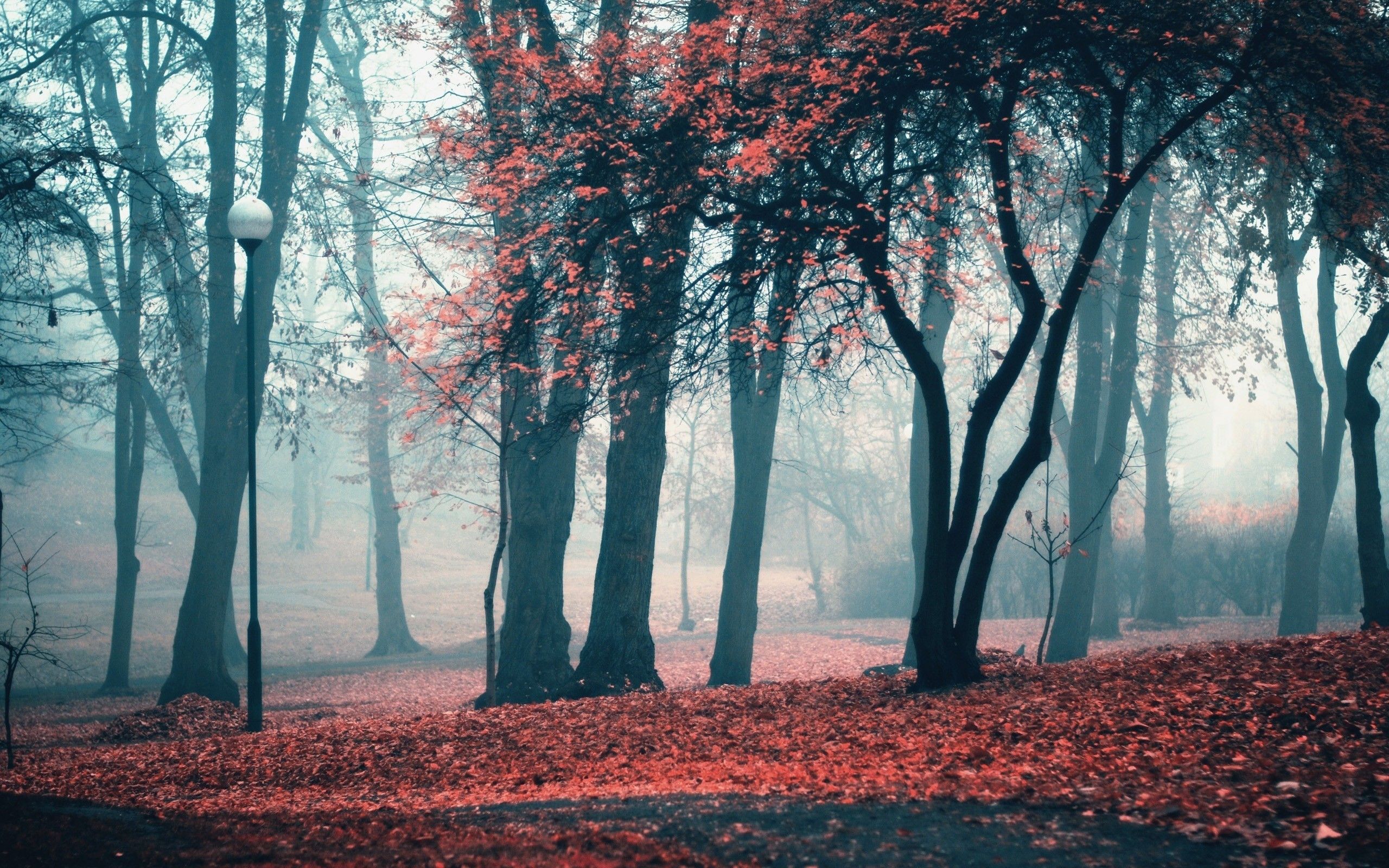 Download 2560x1600 Fall, Trees, Fog, Autumn Wallpaper for MacBook Pro 13 inch