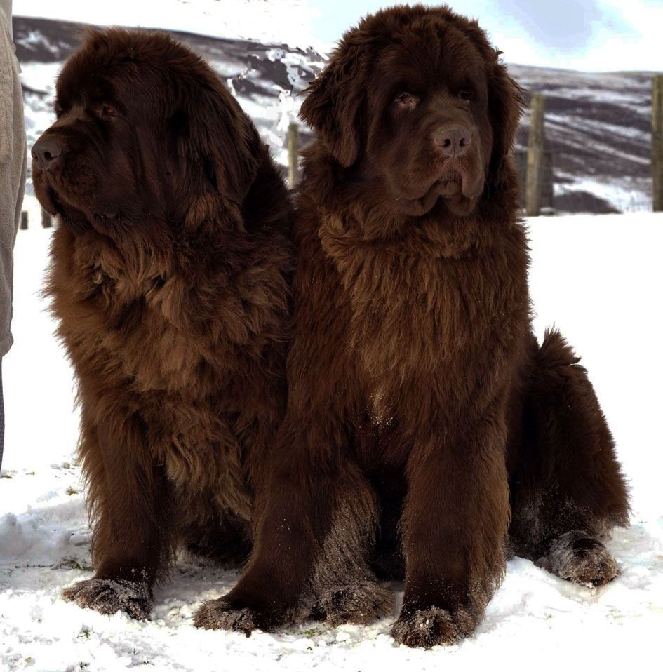 Cute Newfoundland Puppies. Cute Newfoundland dogs photo and wallpaper. Beautiful Cute. Dogs, Newfoundland dog, Newfoundland puppies