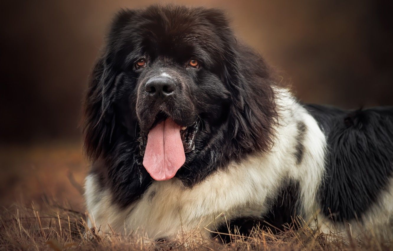 Newfoundland Dogs Wallpapers - Wallpaper Cave