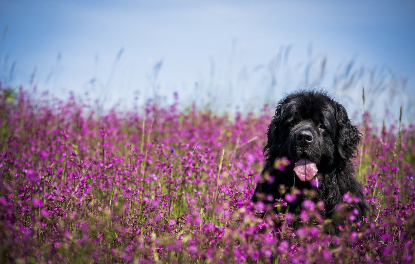 Wallpaper language, face, flowers, dog, meadow, Newfoundland image for desktop, section собаки