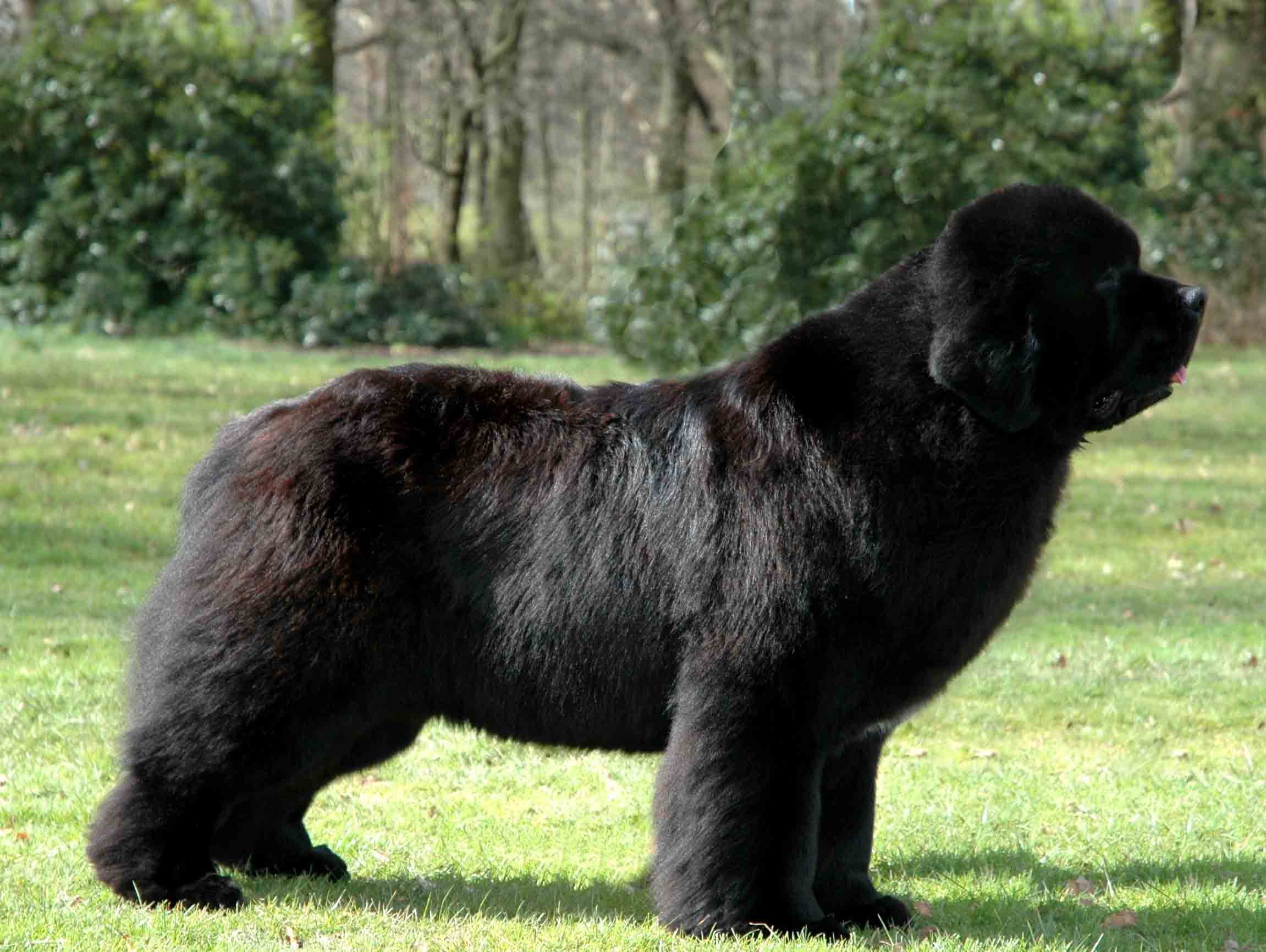 Newfoundland Dogs Wallpapers Wallpaper Cave