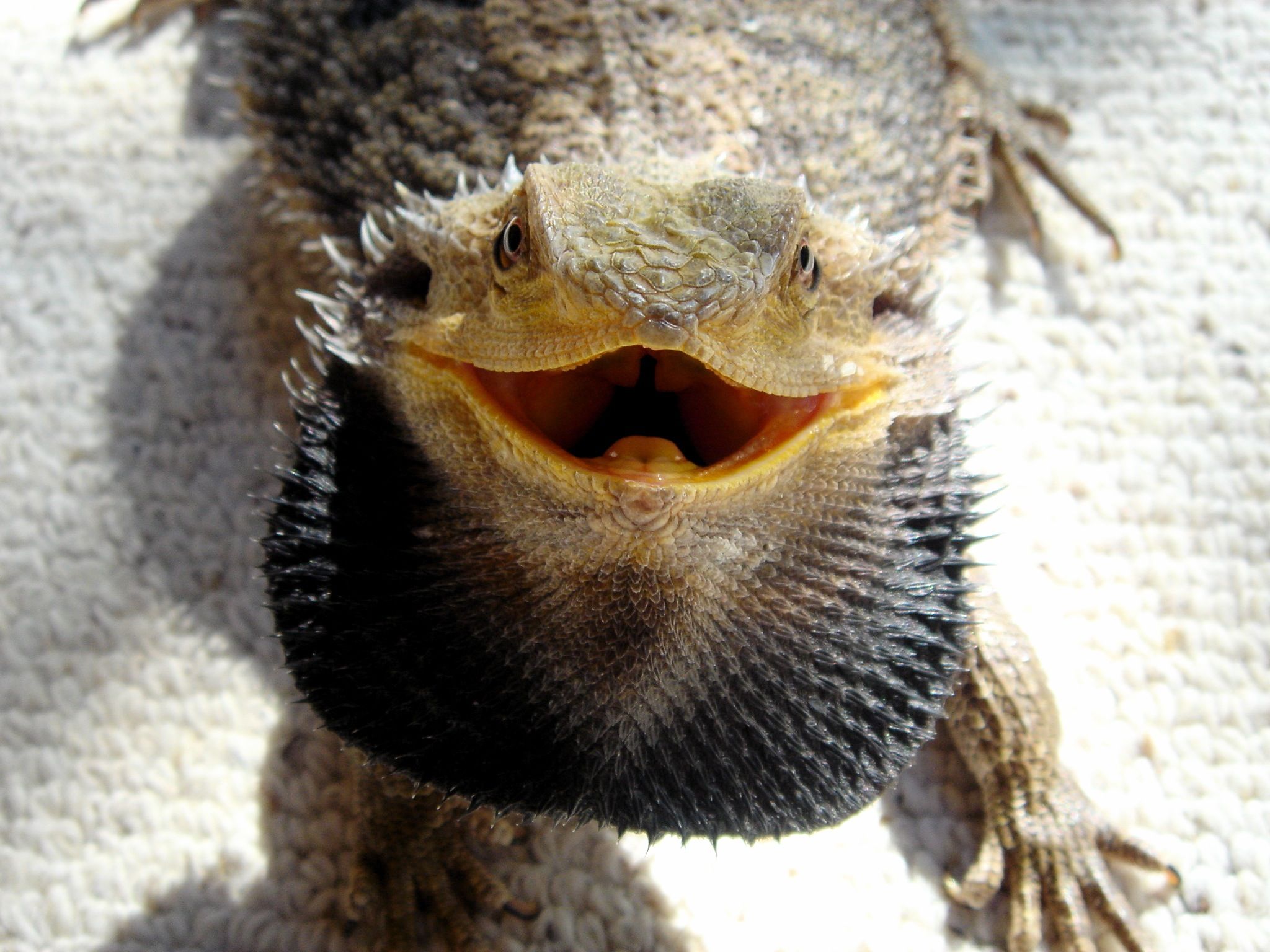 I used to own a bearded dragon. She was f*cking - added by anonymous at Armadillo Lizard