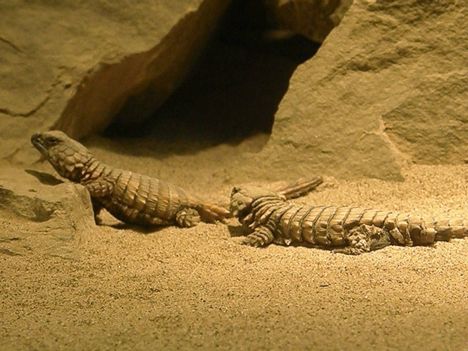 Armadillo Lizards look like Baby Dragons