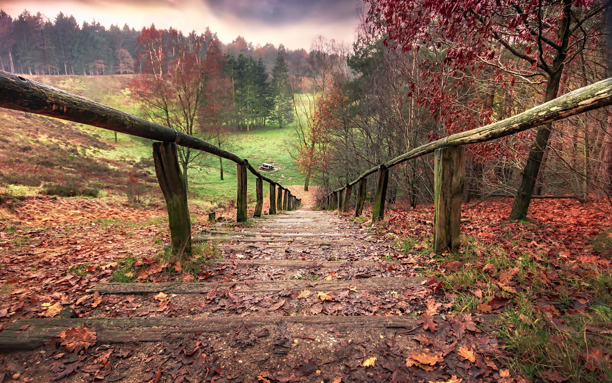 Wallpaper Ladder, fence, trees, autumn 2560x1600 HD Picture, Image
