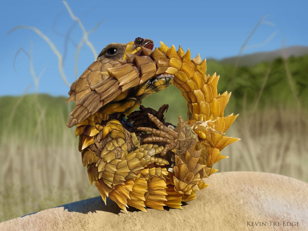 golden armadillo lizard