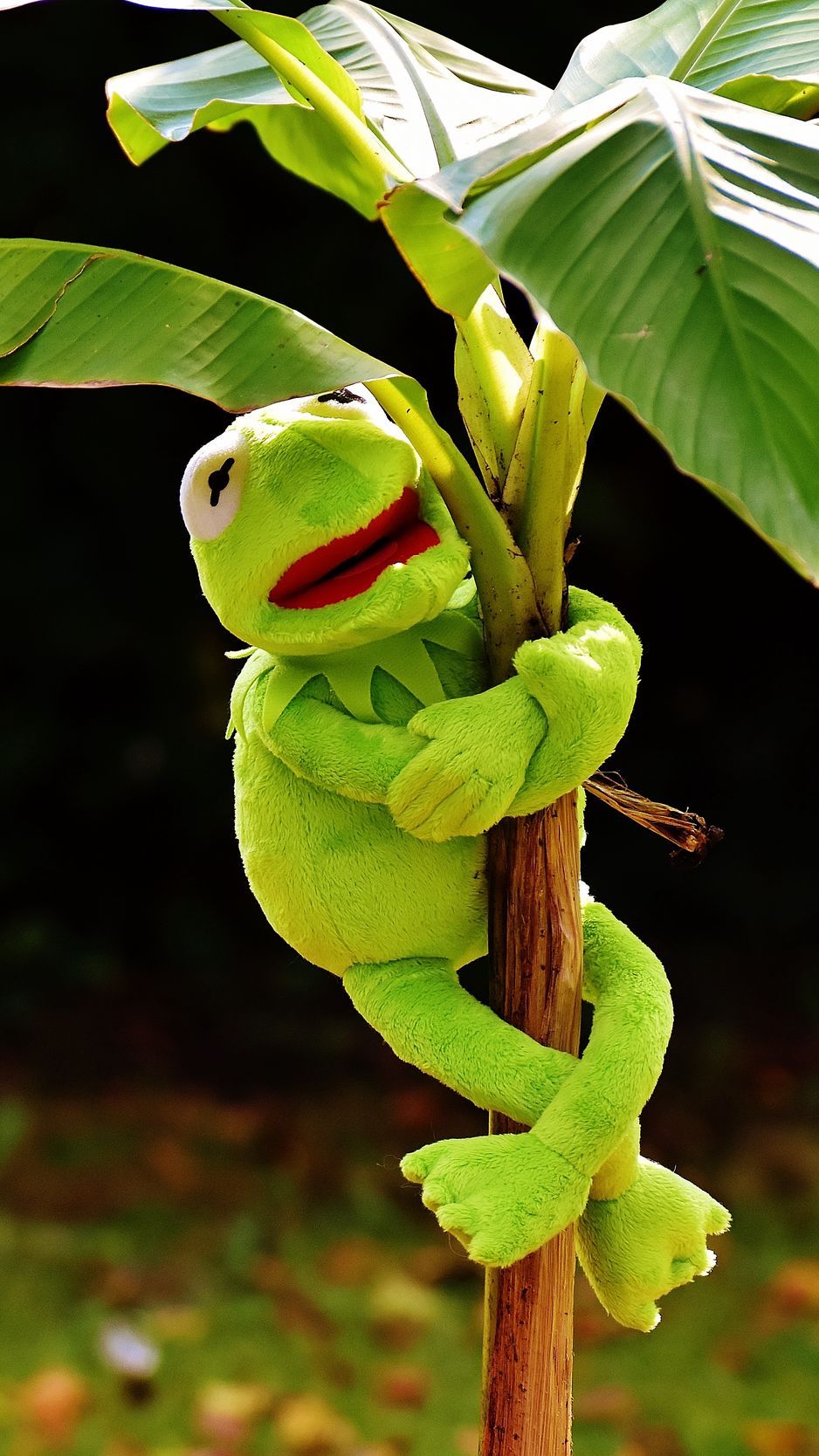 Download Wallpaper 938x1668 Toy, Kermit The Frog, Plant Iphone 8 7 6s 6 For Parallax HD Background