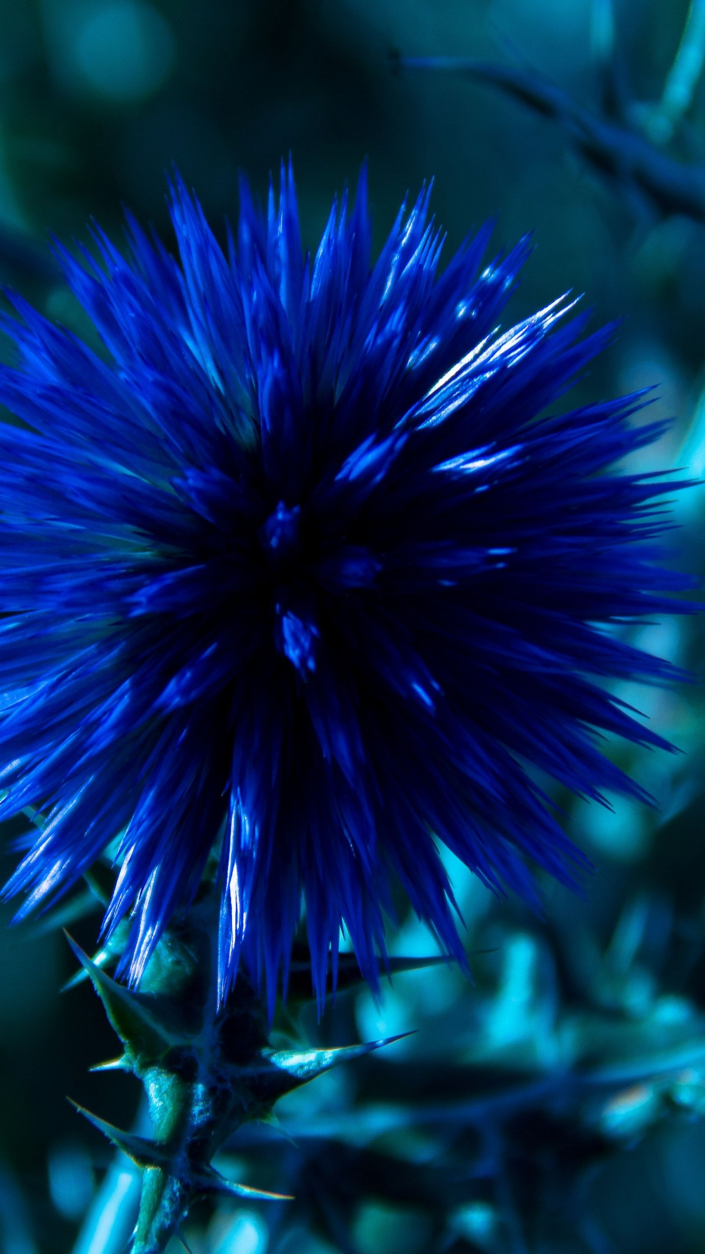Download Chardon, 5k, 4k wallpaper, 8k, flowers, blue Samsung Galaxy S6 wallpaper 1440x2560