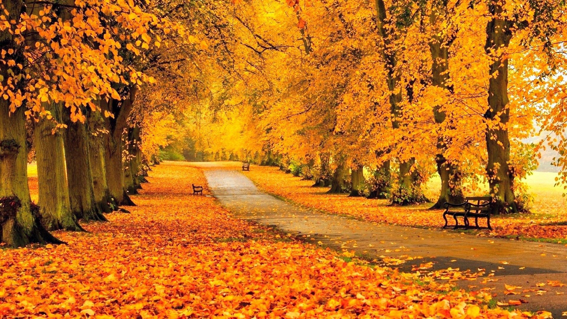 Other Autumn Park Path Sidewalk Trees Benches Fall Leaves Walkway Wallpaper Backgrounds Free