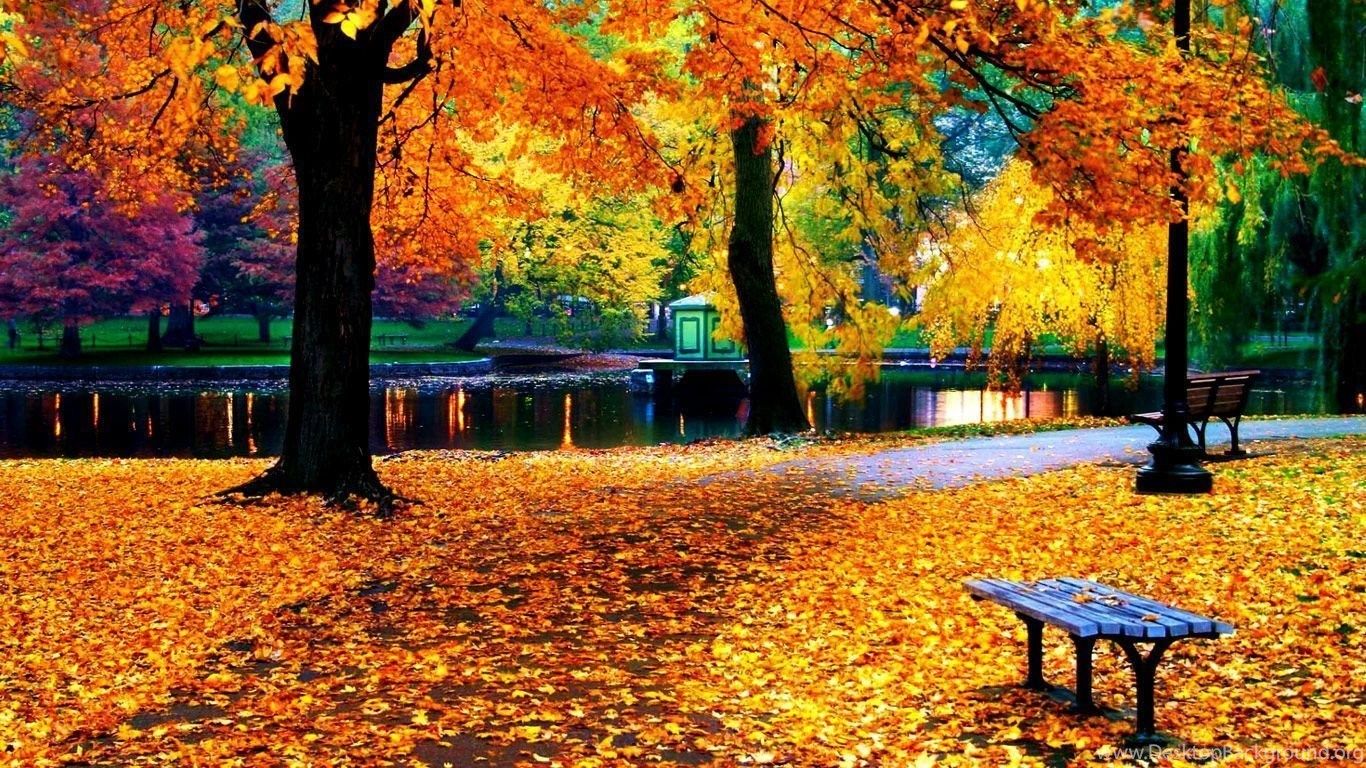 Autumn Leaves On The Park Path Wallpaper HD 1080p For Desktop Desktop Background