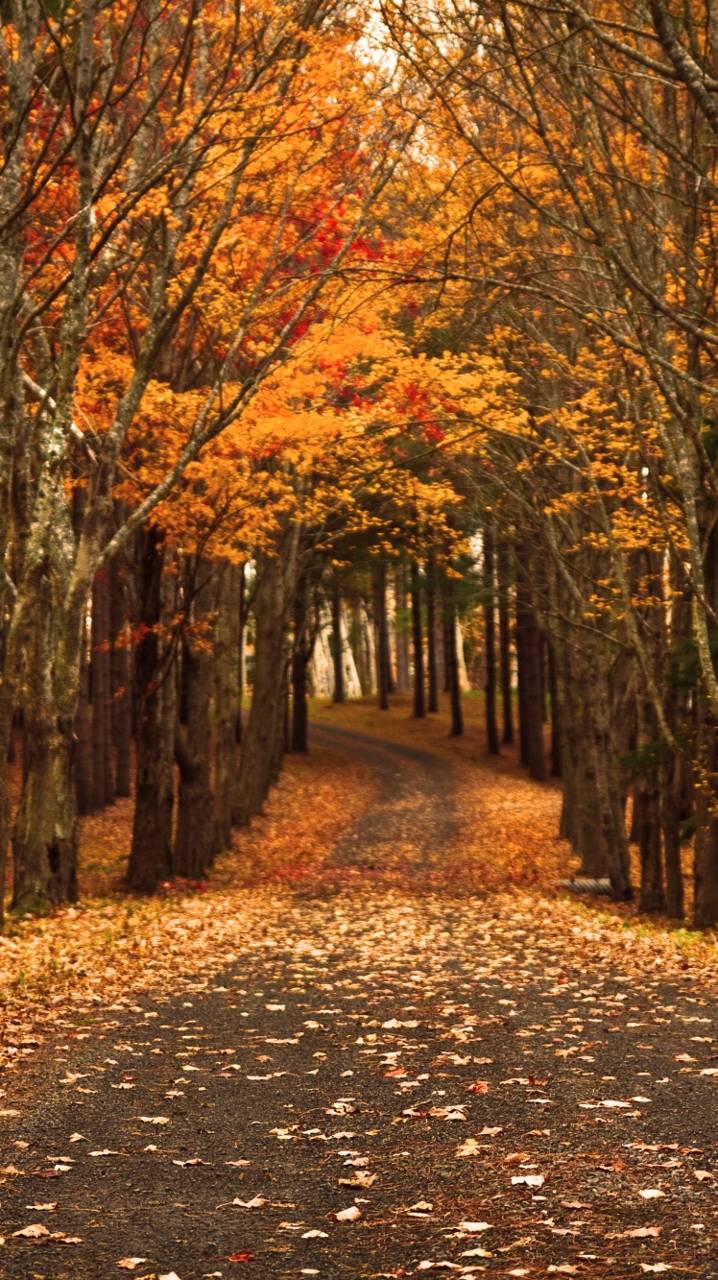 Autumn Android Wallpapers - Wallpaper Cave