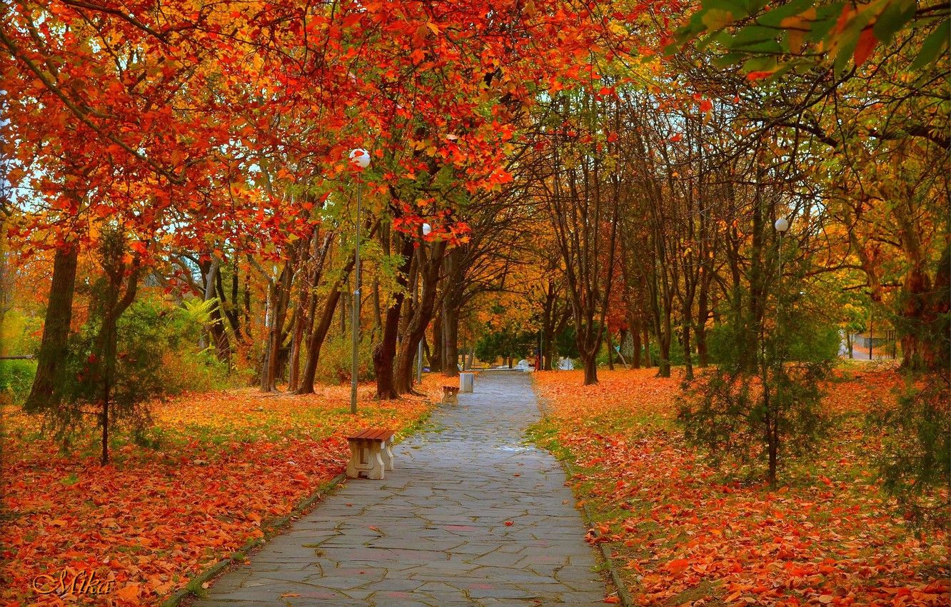 Wallpaper Autumn, Trees, Park, Alley, Fall, Foliage, Park, Autumn, Colors, Trees, Path image for desktop, section природа