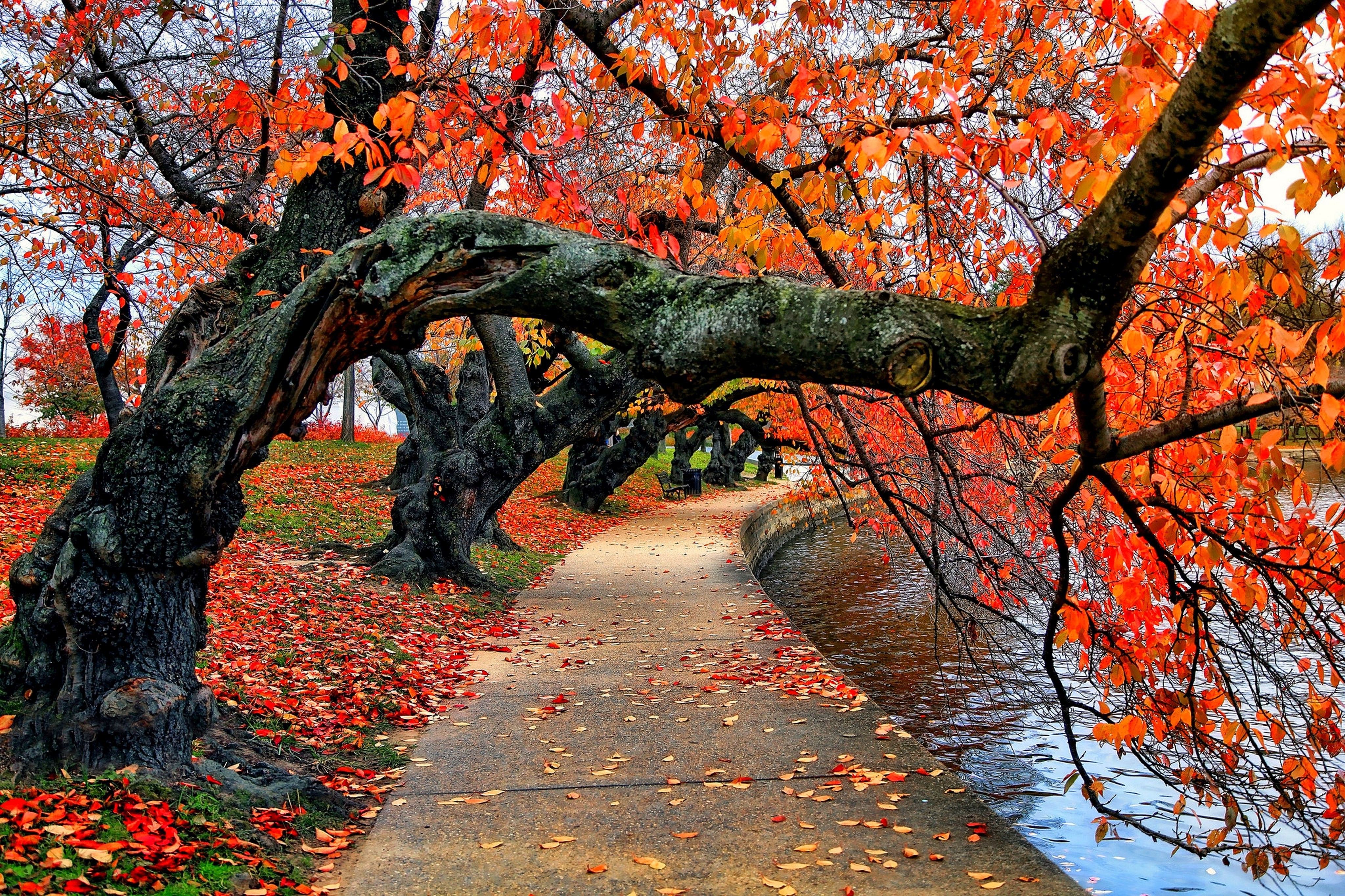 nature, Trees, Fall, Leaves, Red, Path, Park, Water, Bench Wallpaper HD / Desktop and Mobile Background