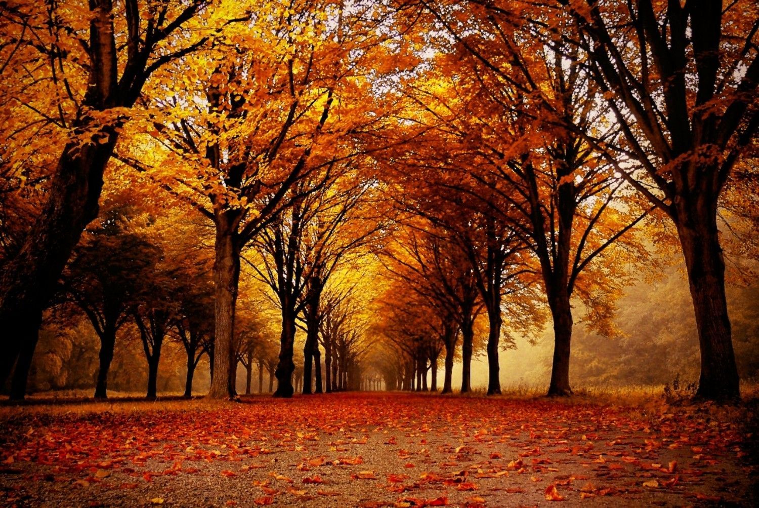 Autumn Leaves At The Park Path Wallpapers - Wallpaper Cave