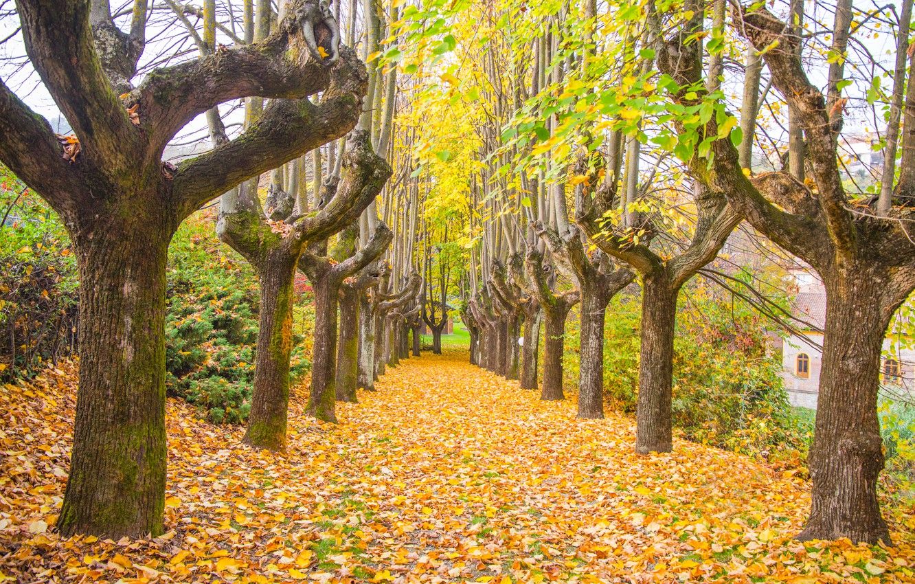 Wallpaper autumn, leaves, trees, Park, trail, nature, yellow, park, autumn, leaves, tree, path image for desktop, section пейзажи