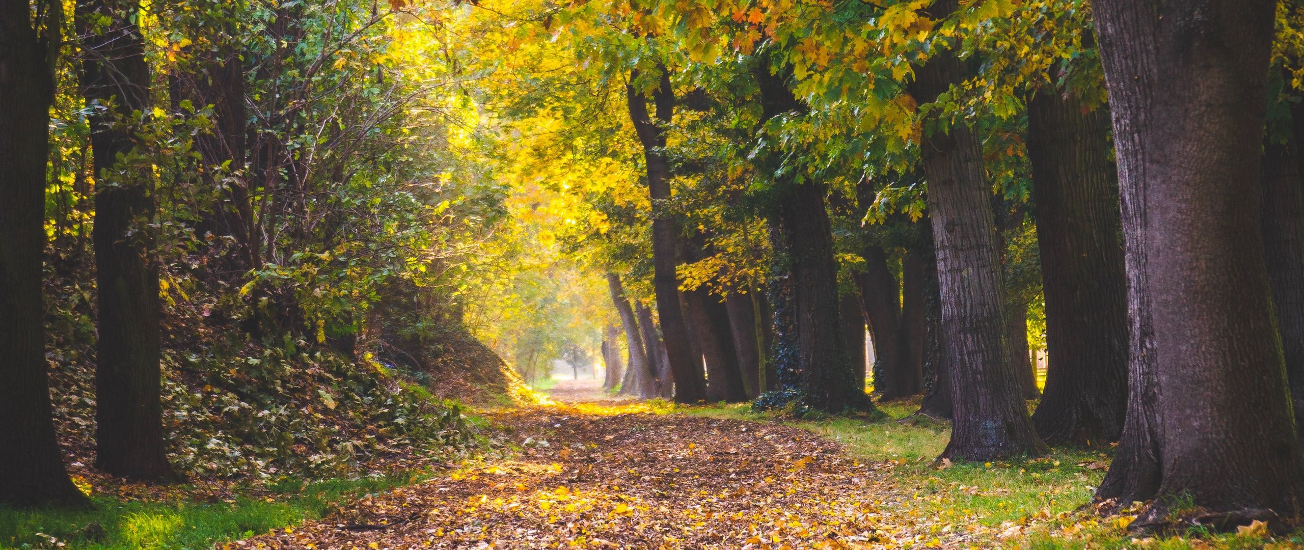 Download wallpaper 2560x1080 park, autumn, foliage, trees, path dual wide 1080p HD background