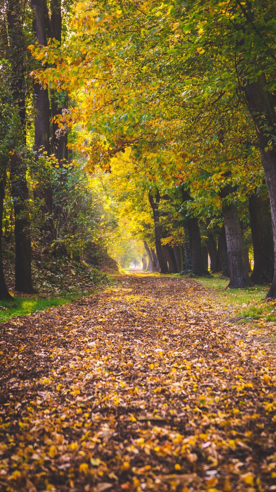 Download Wallpaper 938x1668 Park, Autumn, Foliage, Trees, Path Iphone 8 7 6s 6 For Parallax HD Background