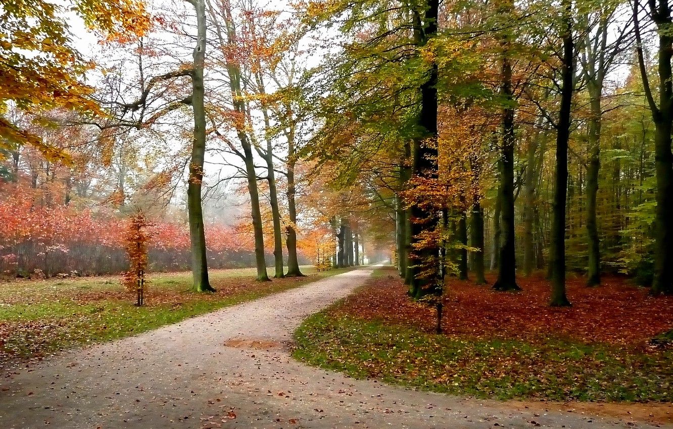Wallpaper autumn, leaves, trees, Park, track, Nature, falling leaves, trees, park, autumn, leaves, path, fall image for desktop, section природа