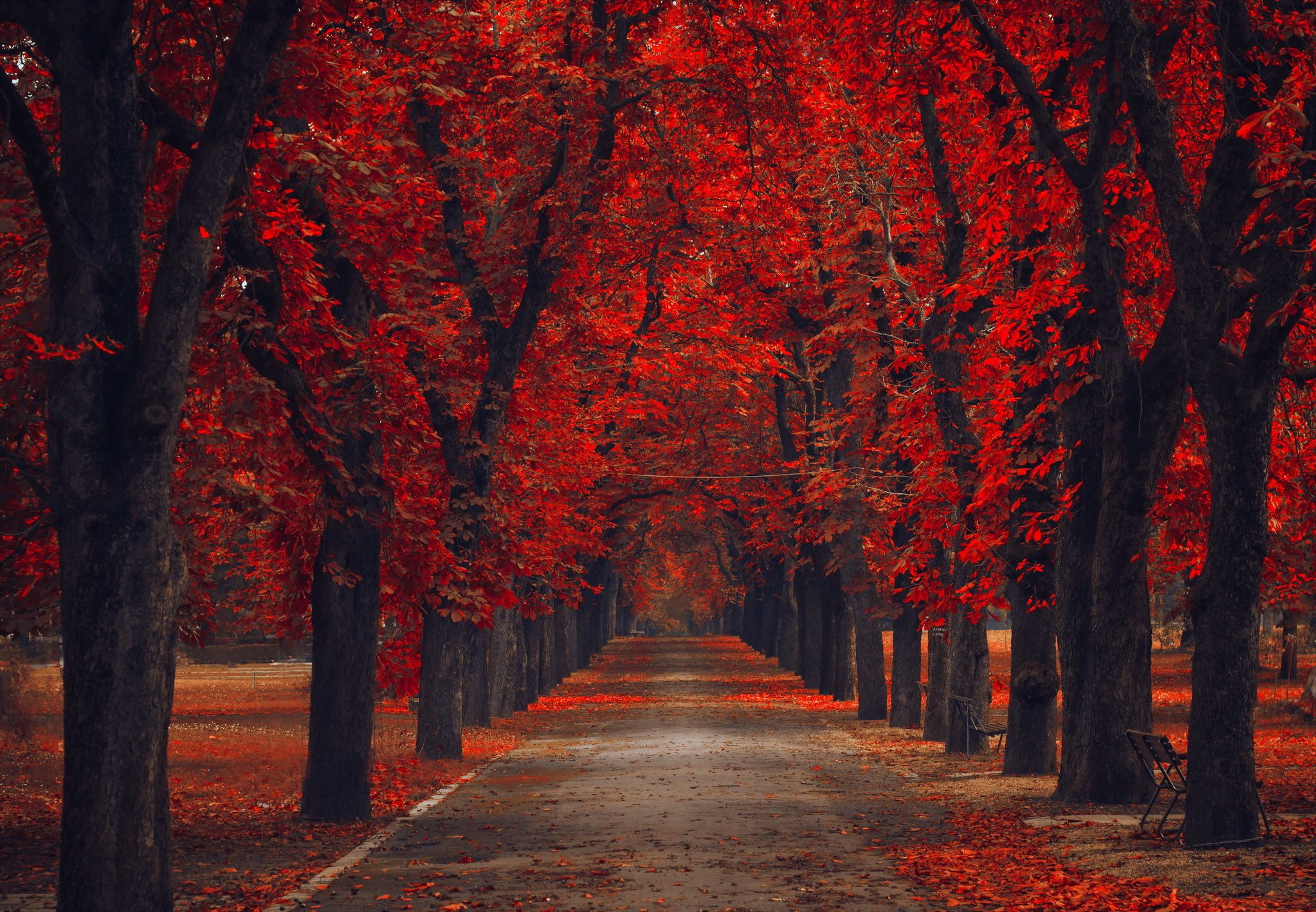 leaves, nature, Alley, road, walk, park, path, trees, bench, autumn, autumn splendor, fsll wallpaper