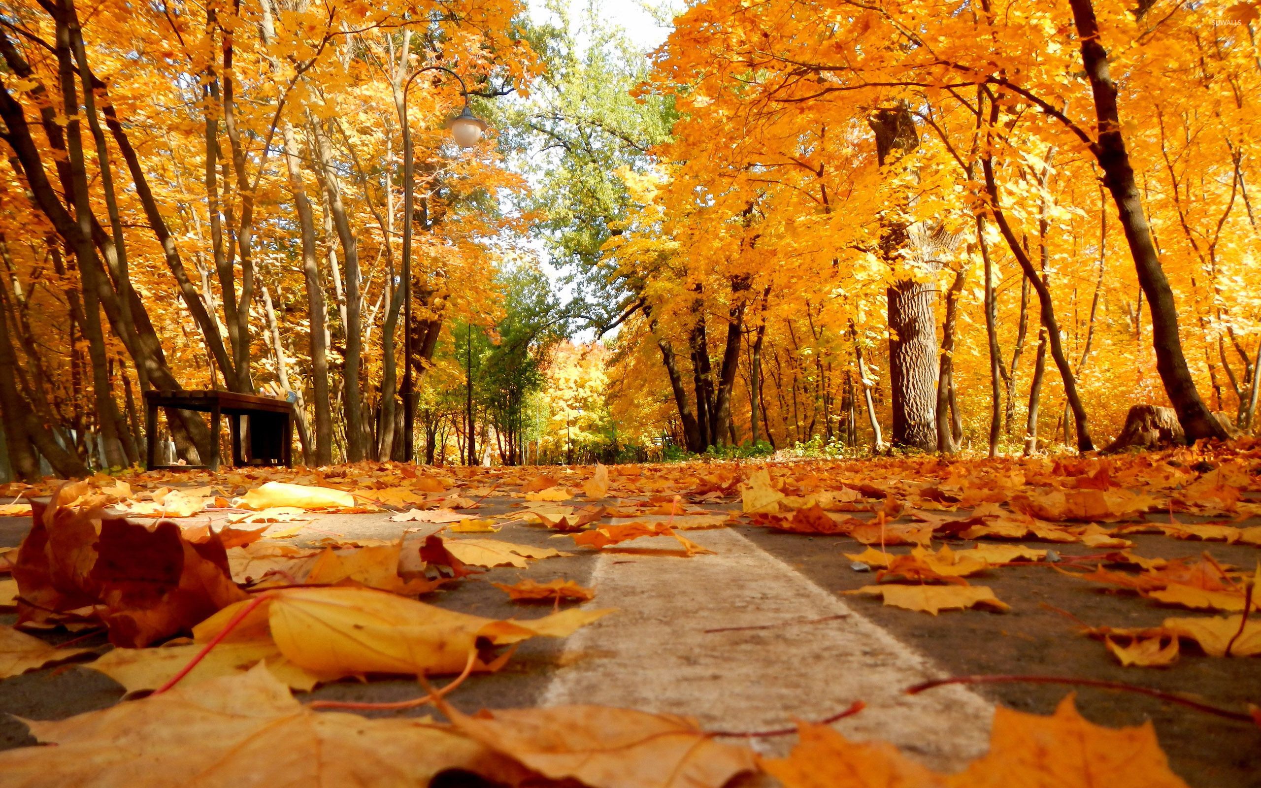 Autumn leaves on the park path wallpaper wallpaper