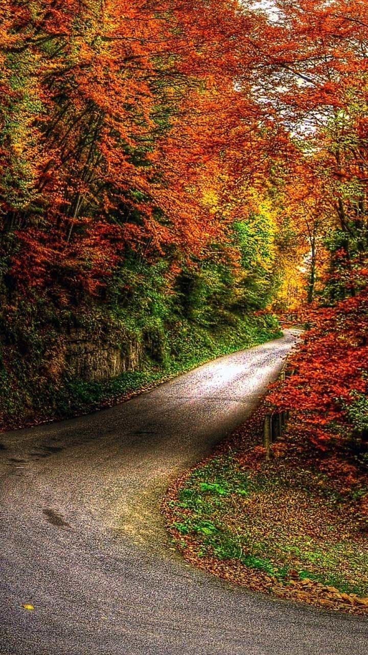 Fall nature wallpaper HD background for iphone android lock screen. autumn trees. Beautiful nature wallpaper hd, Android wallpaper nature, Nature wallpaper